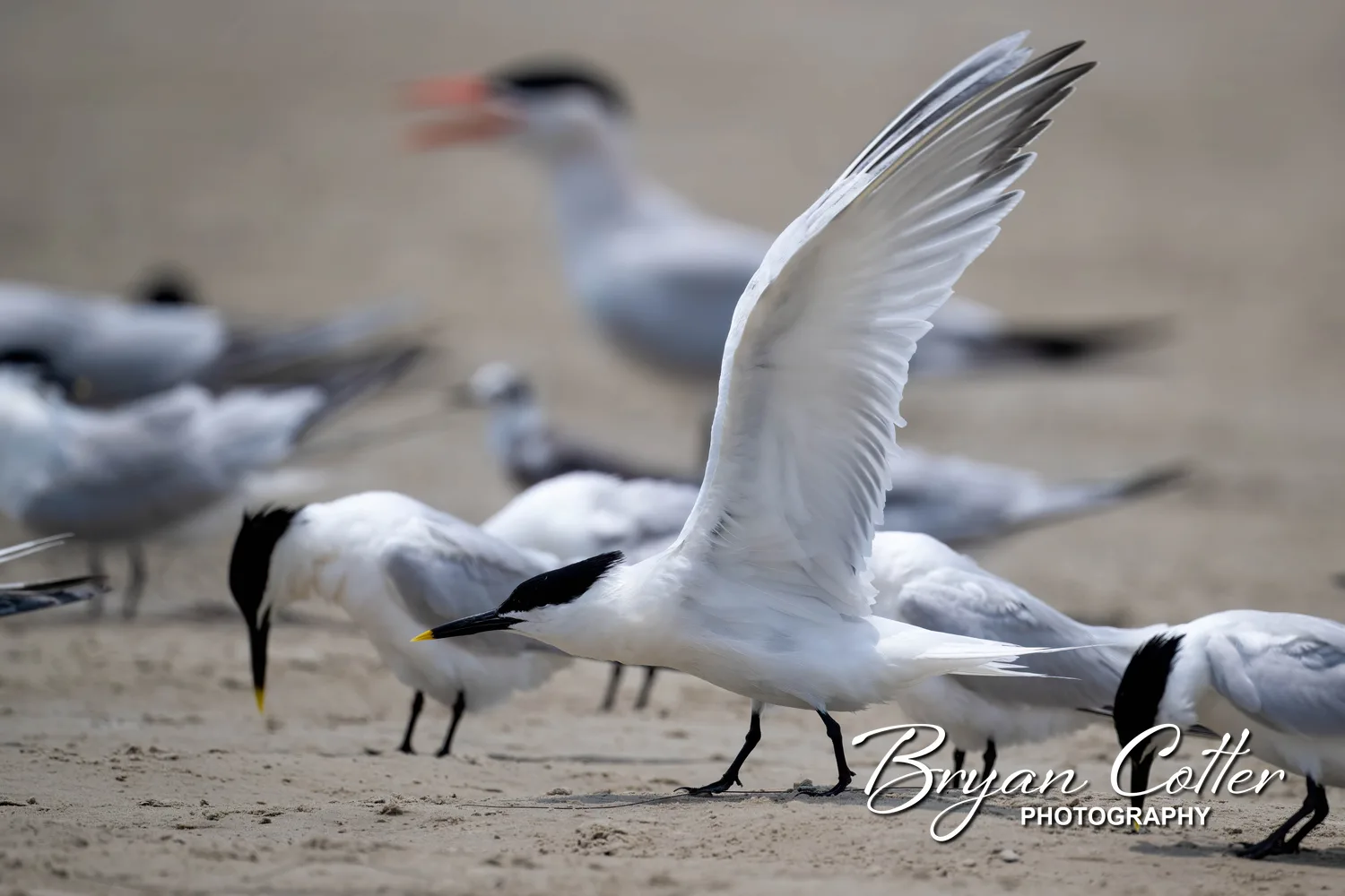 Sandwich Tern