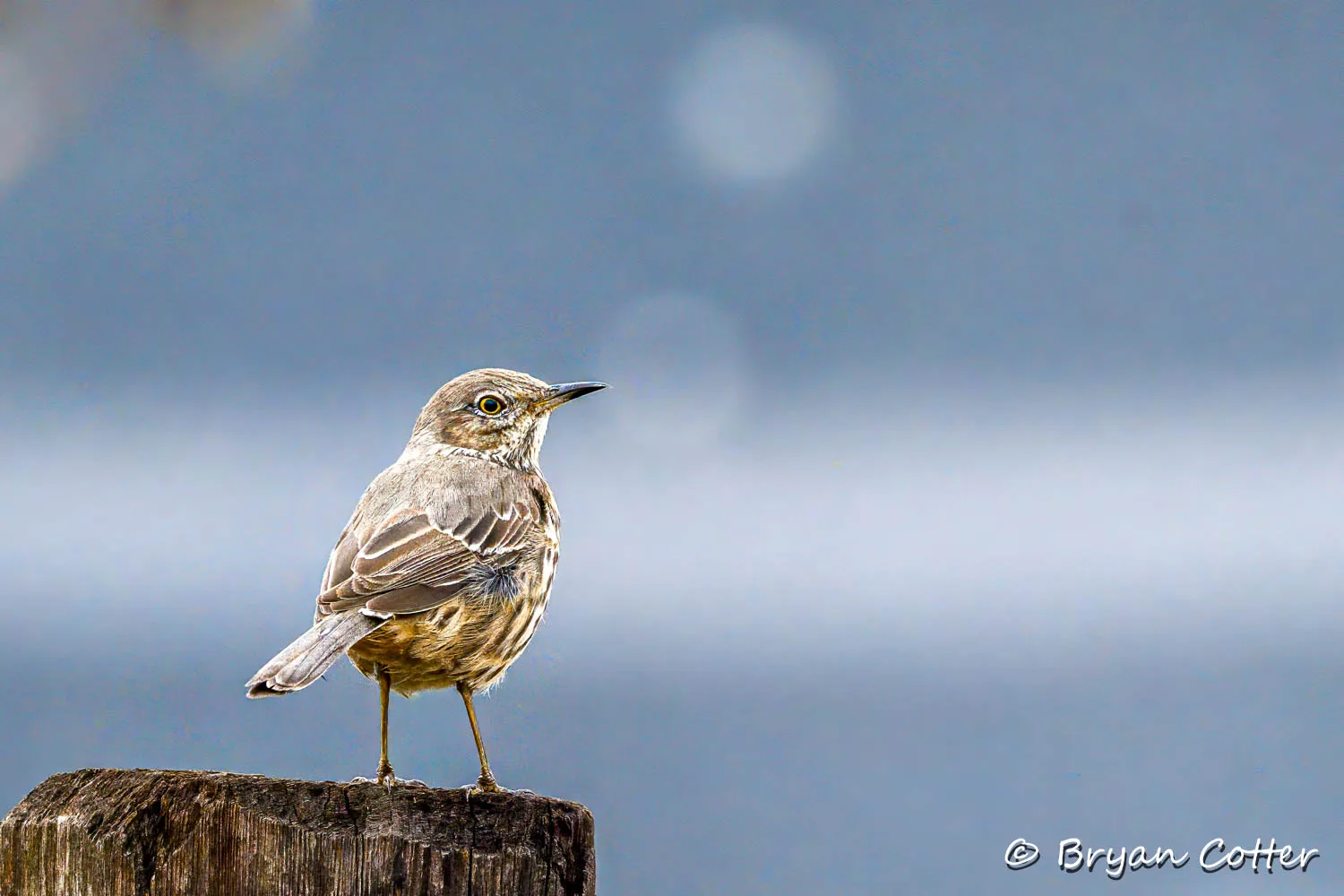 Sage Thrasher