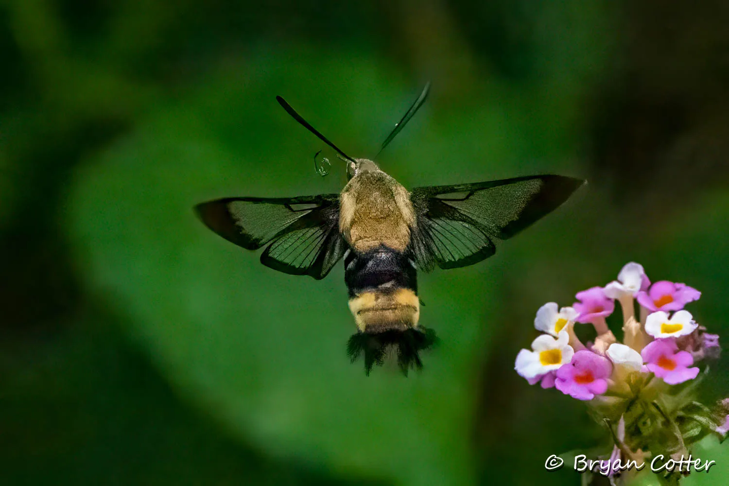 Snowberry Clearwing