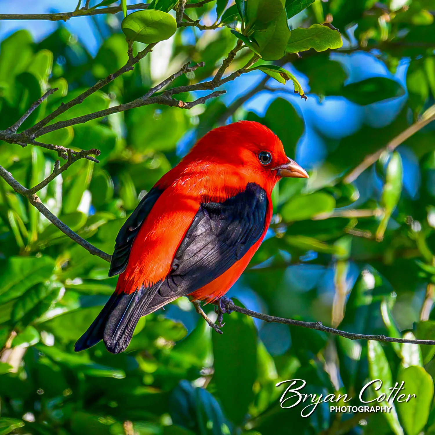 Scarlet Tanager
