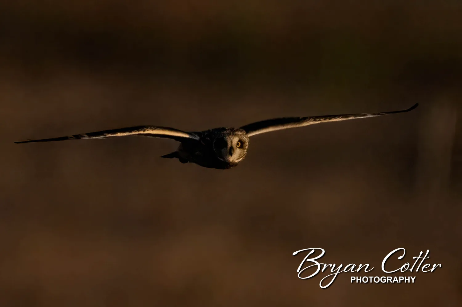 Short-eared Owl