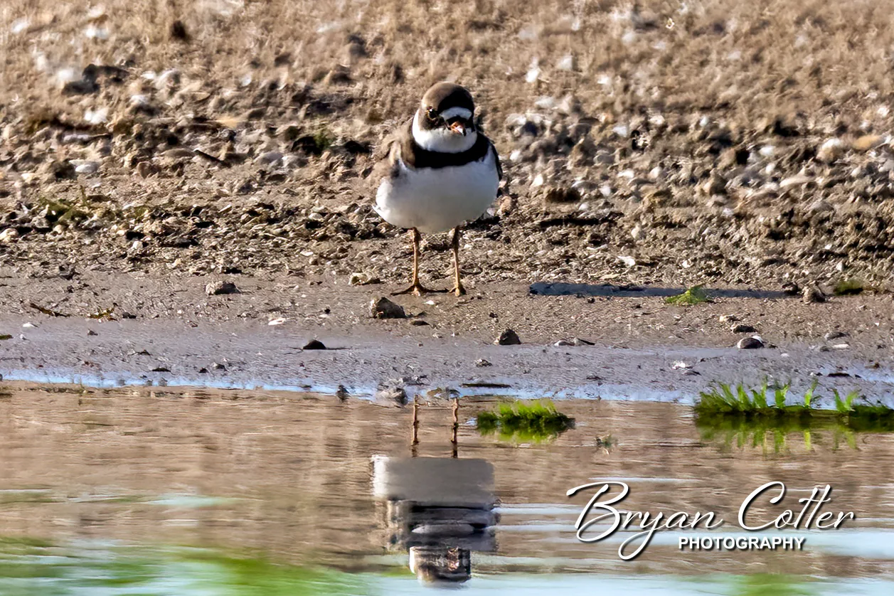 Semipalmated Plover