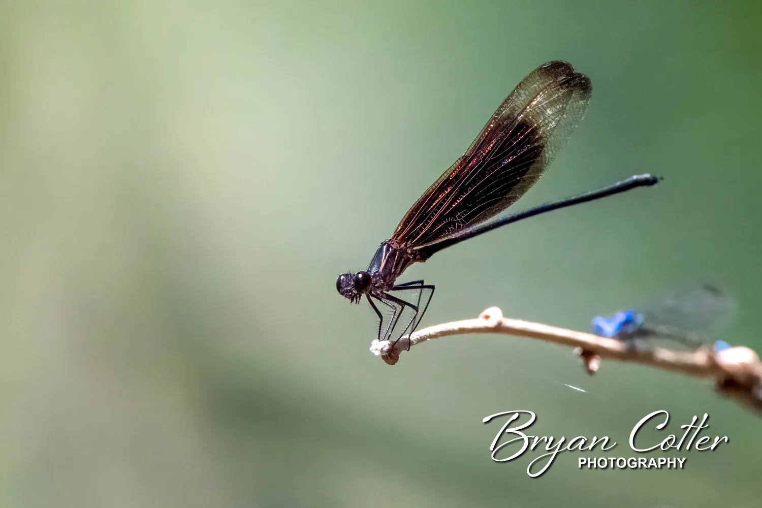 Smoky Rubyspot