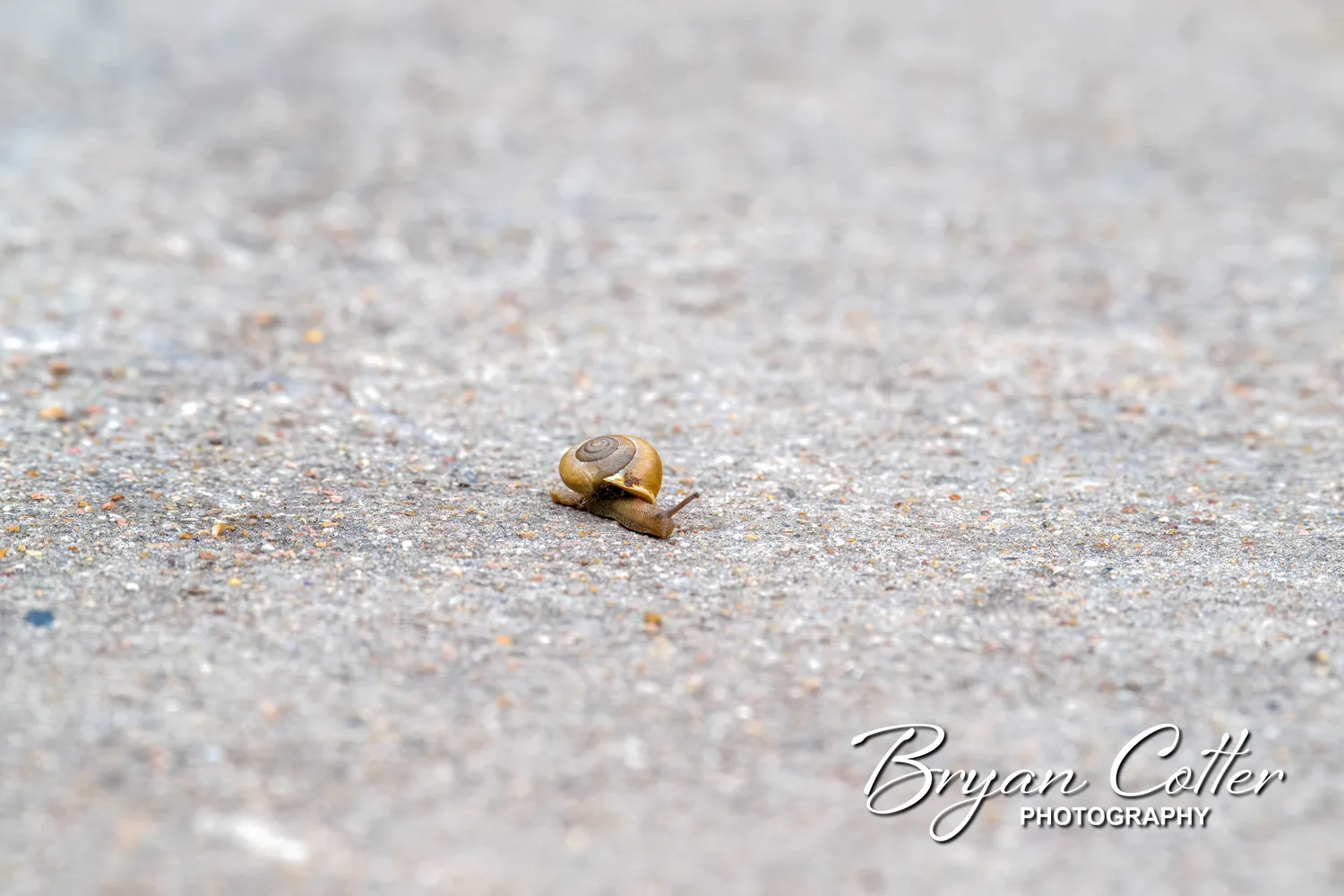 Brown Garden Snail