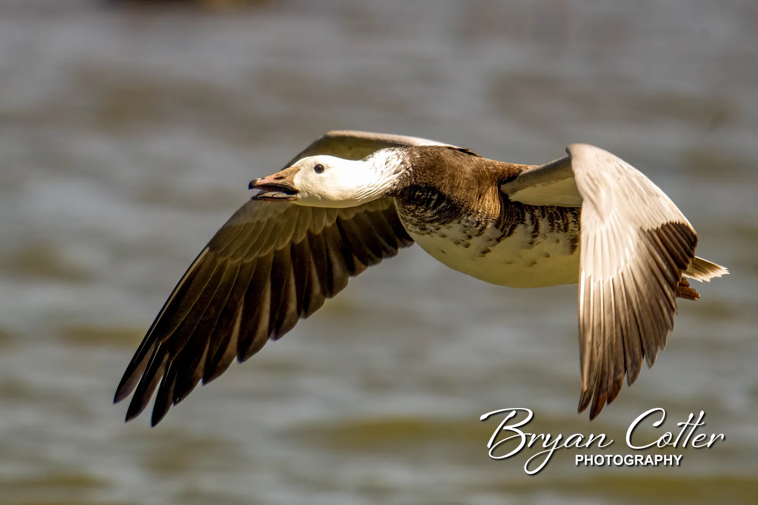 Snow Goose