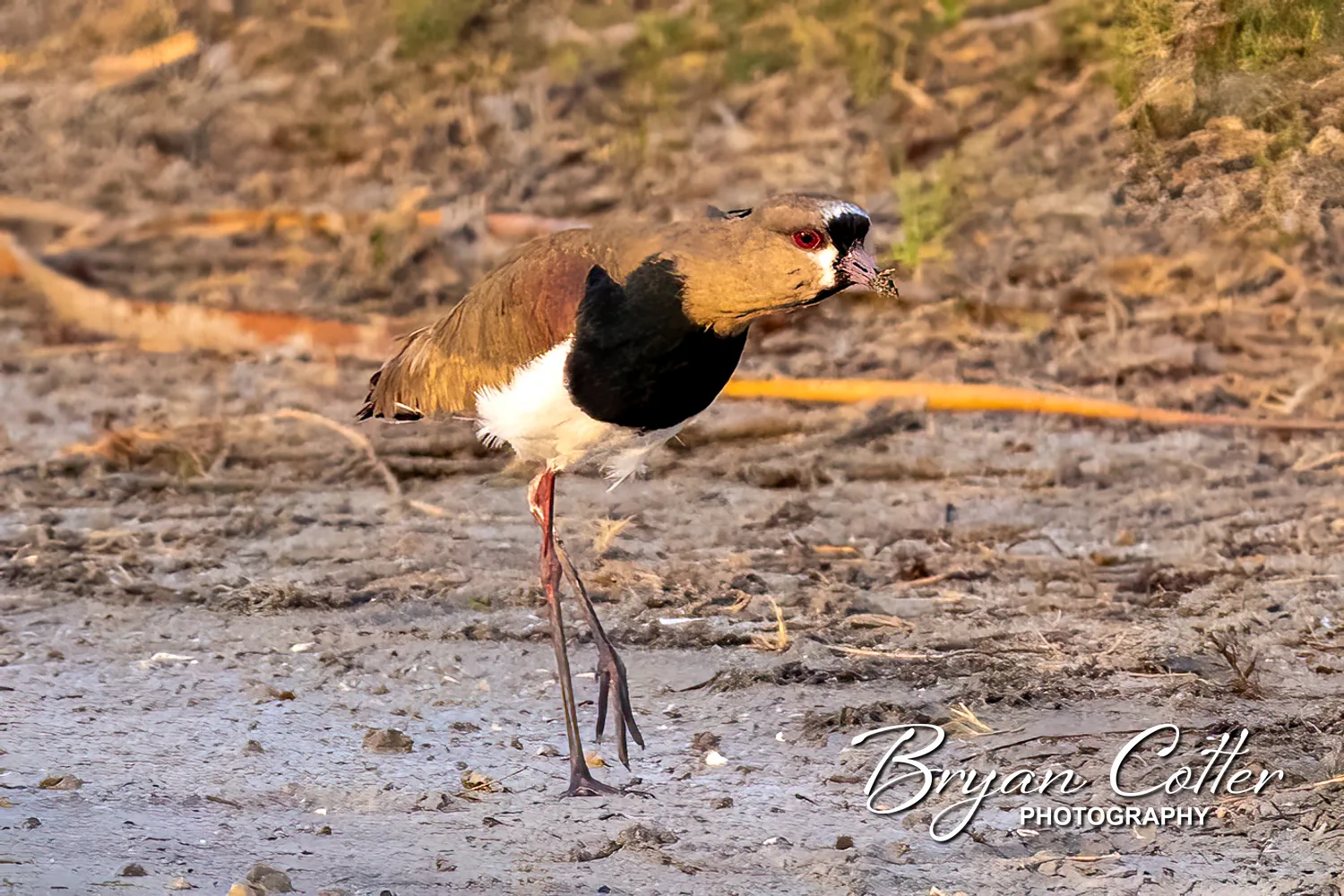 Southern Lapwing