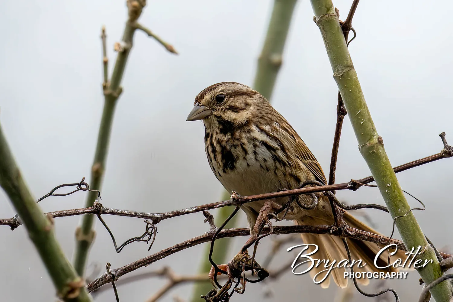 Song Sparrow