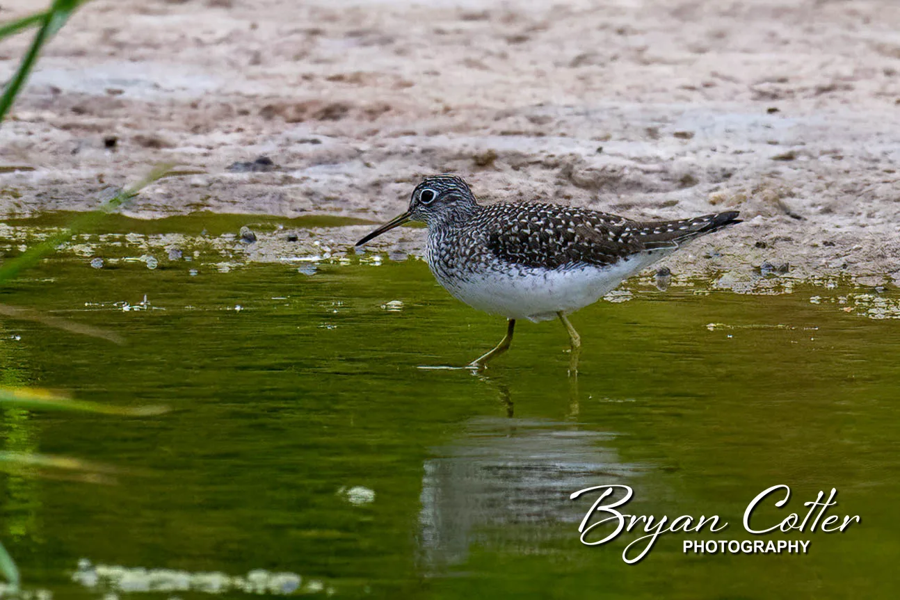 Solitary Sandpiper