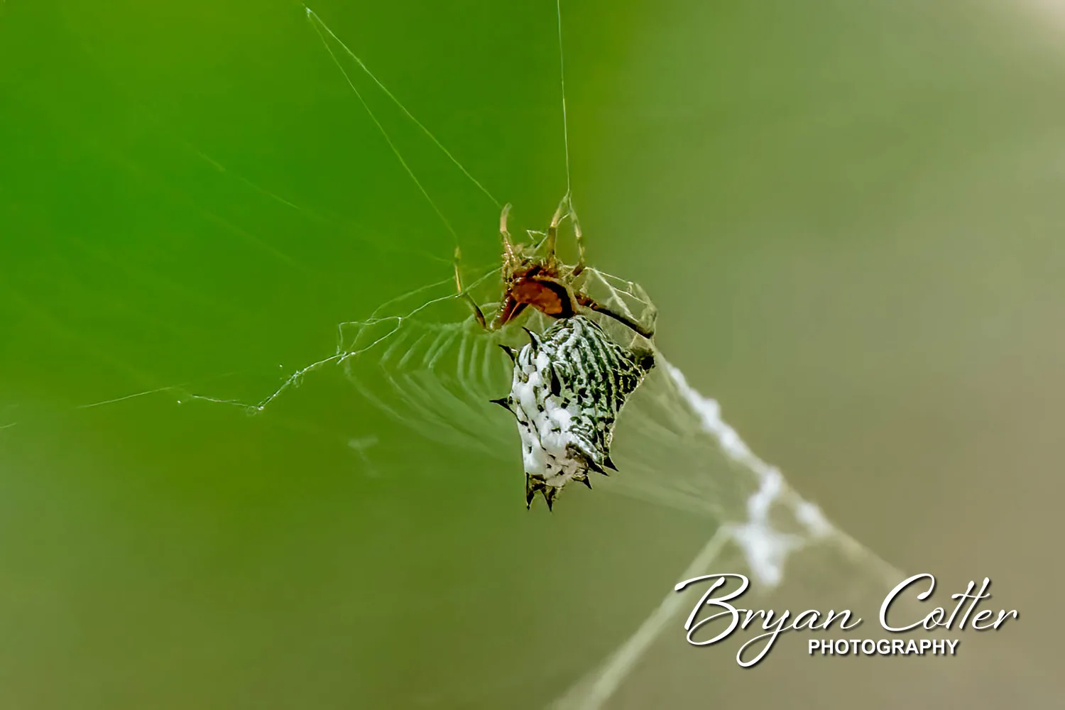 Spined Micrathena