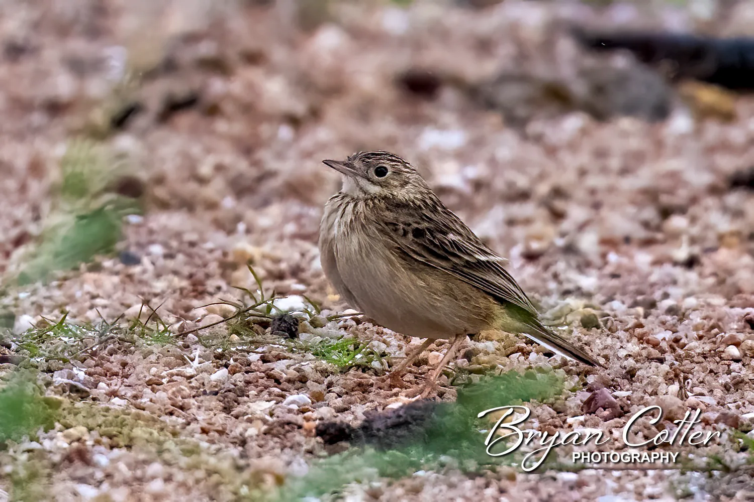 Sprague's Pipit