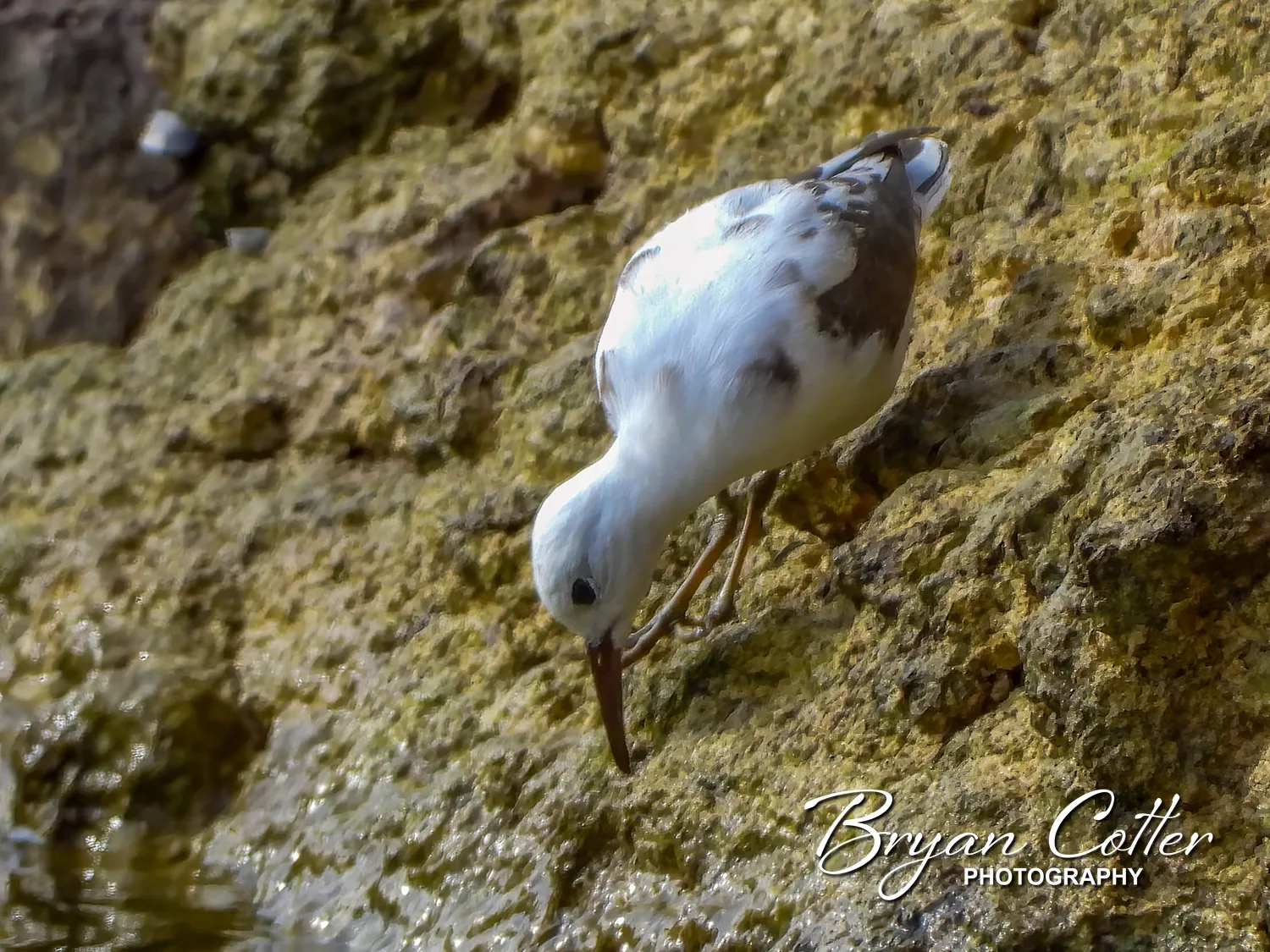 Spotted Sandpiper