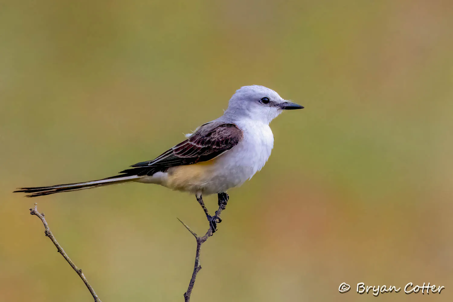 Scissor-tailed Flycatcher