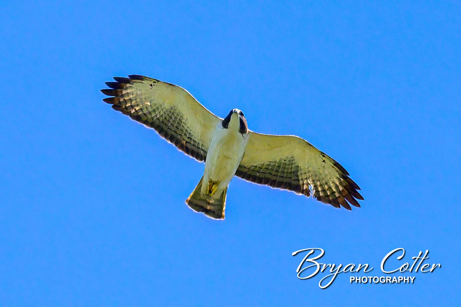 Short-tailed Hawk