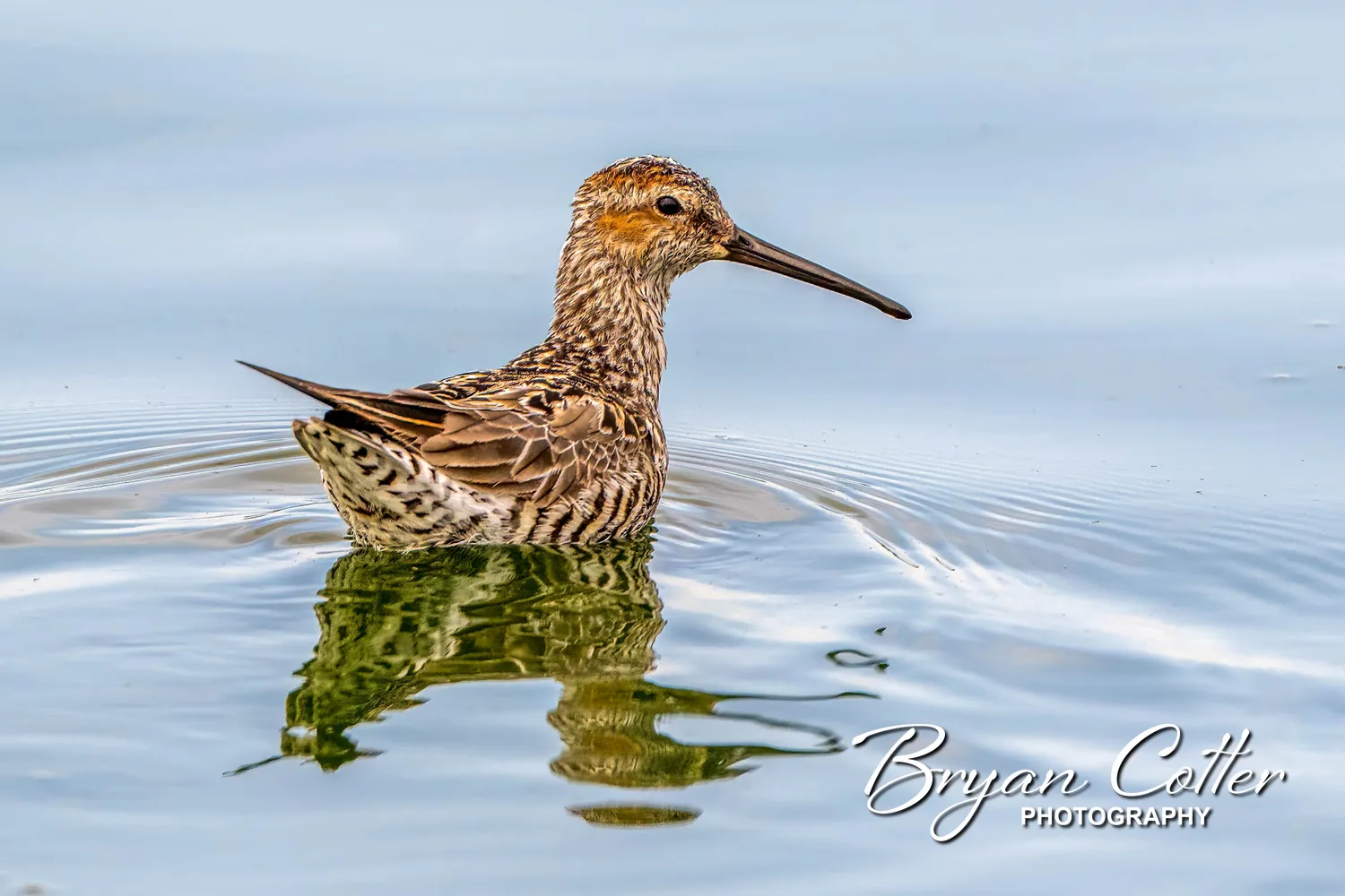 Stilt Sandpiper