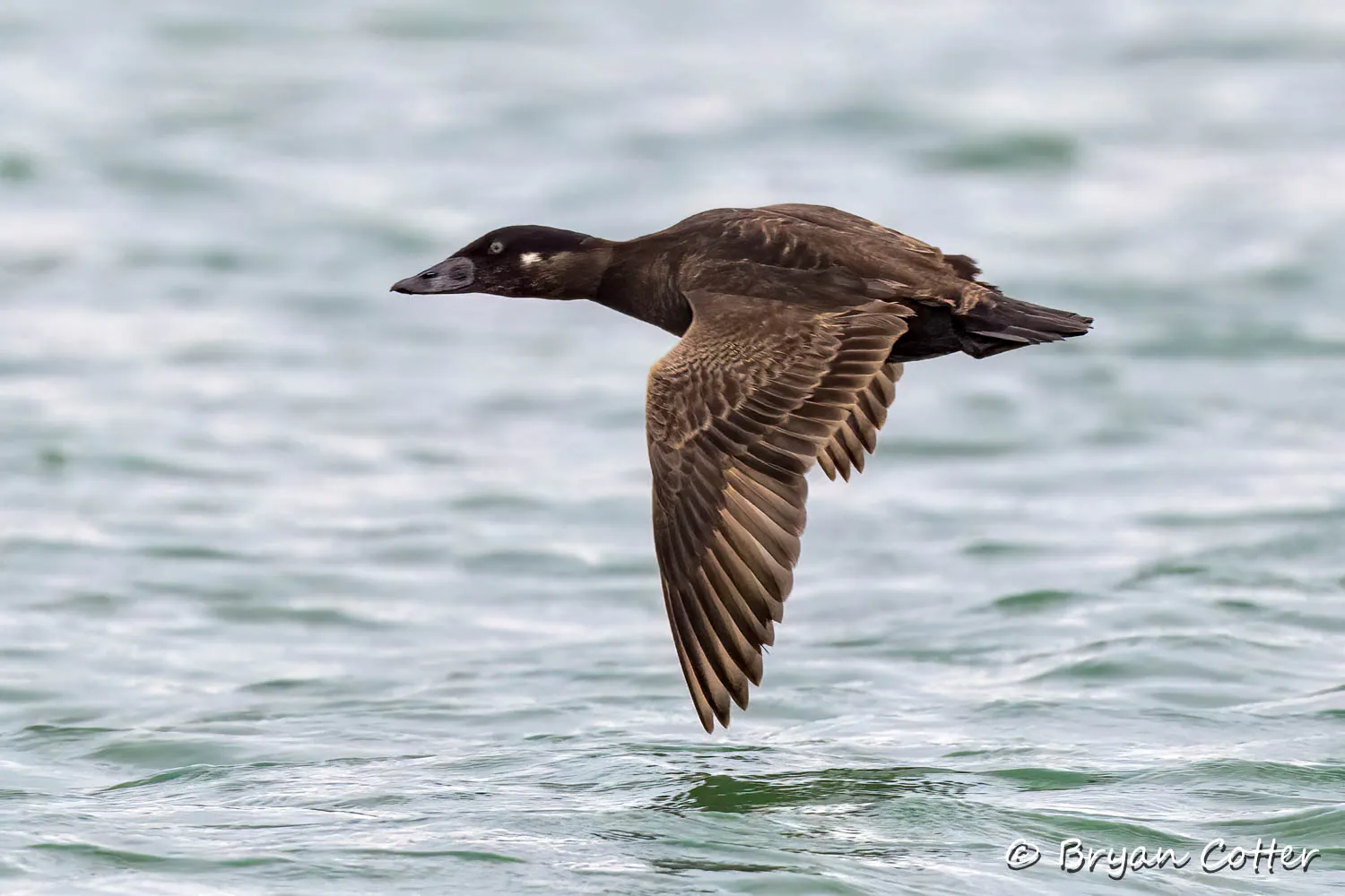Surf Scoter