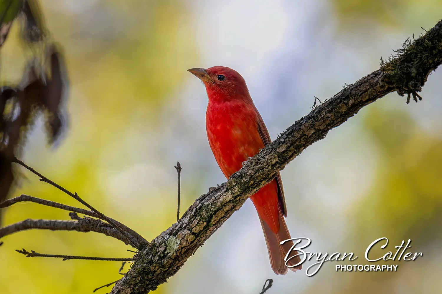 Summer Tanager