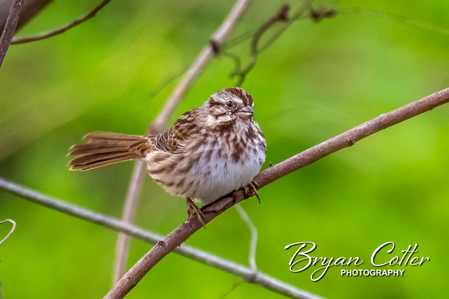 Swamp Sparrow