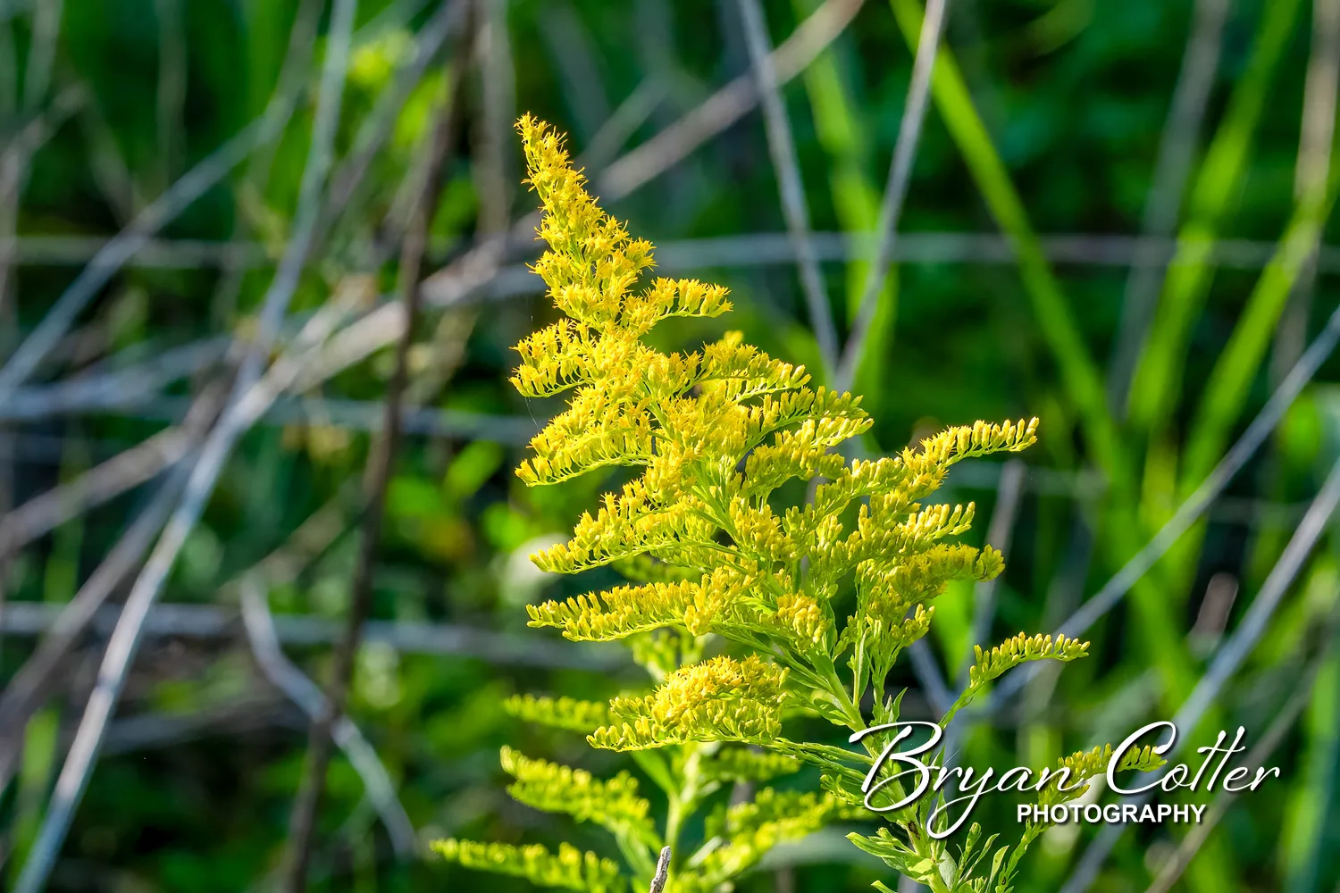 Tall Goldenrod