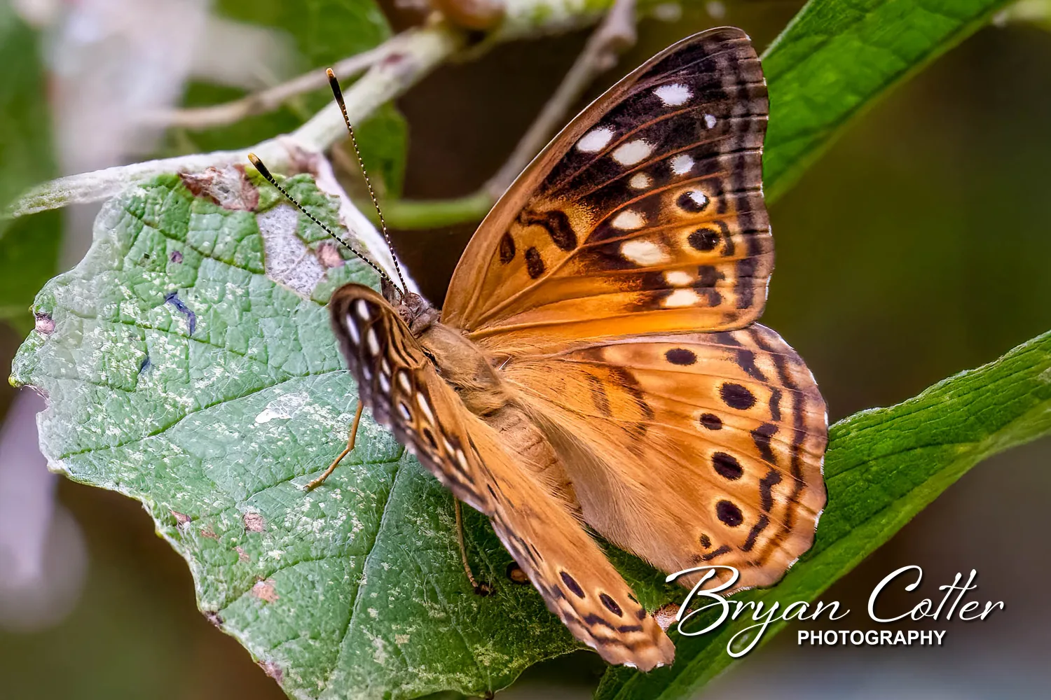Tawny Emperor