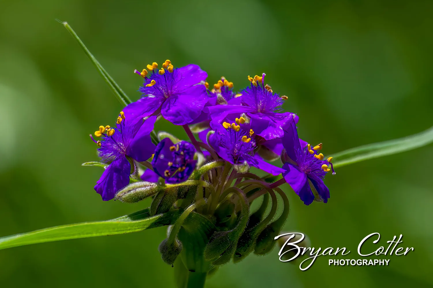 Texas Spiderwort