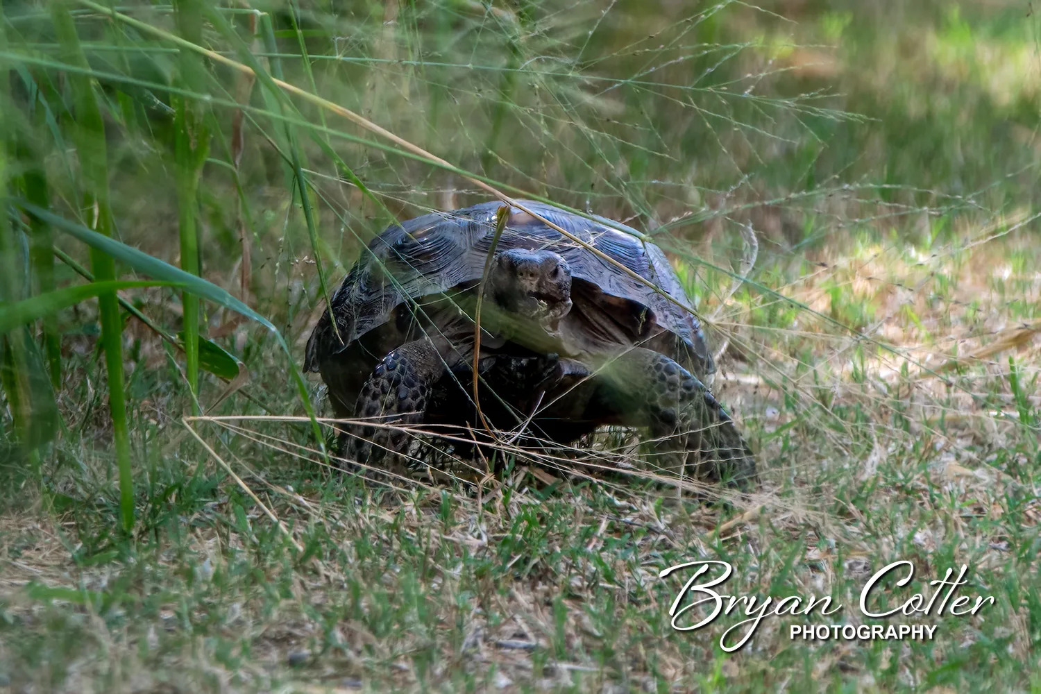 Texas Tortoise