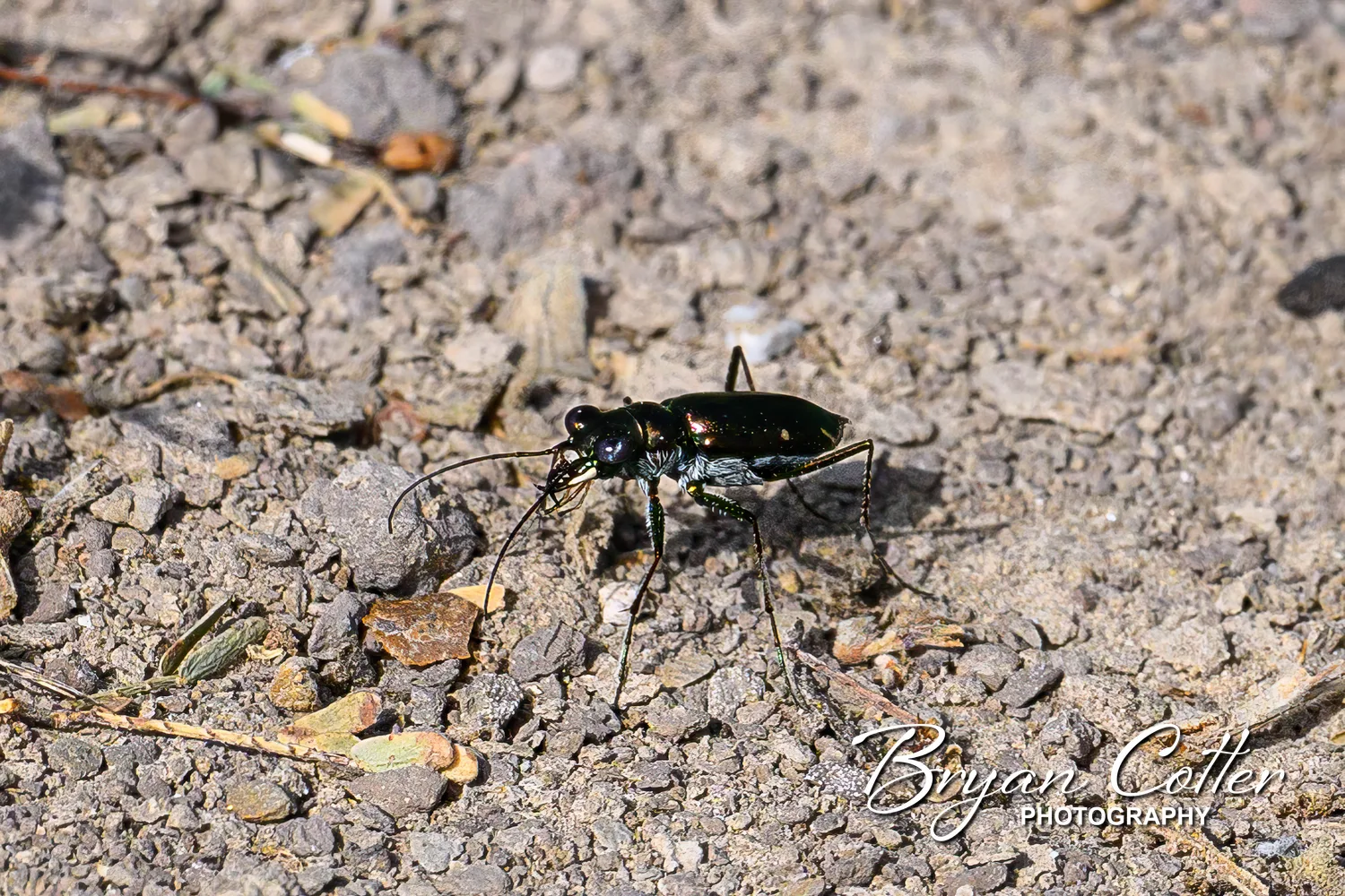 Tiger Beetle
