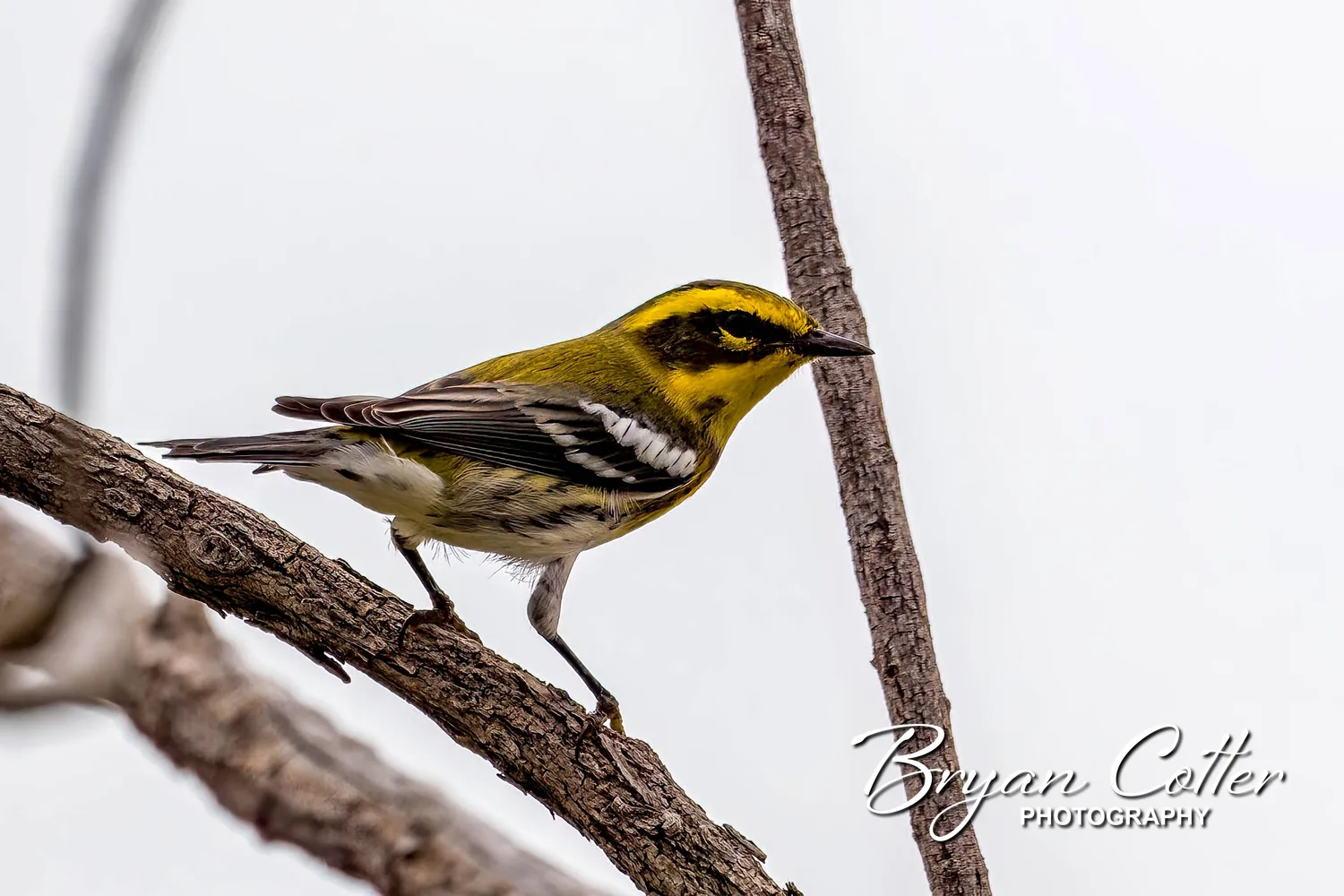 Townsend's Warbler