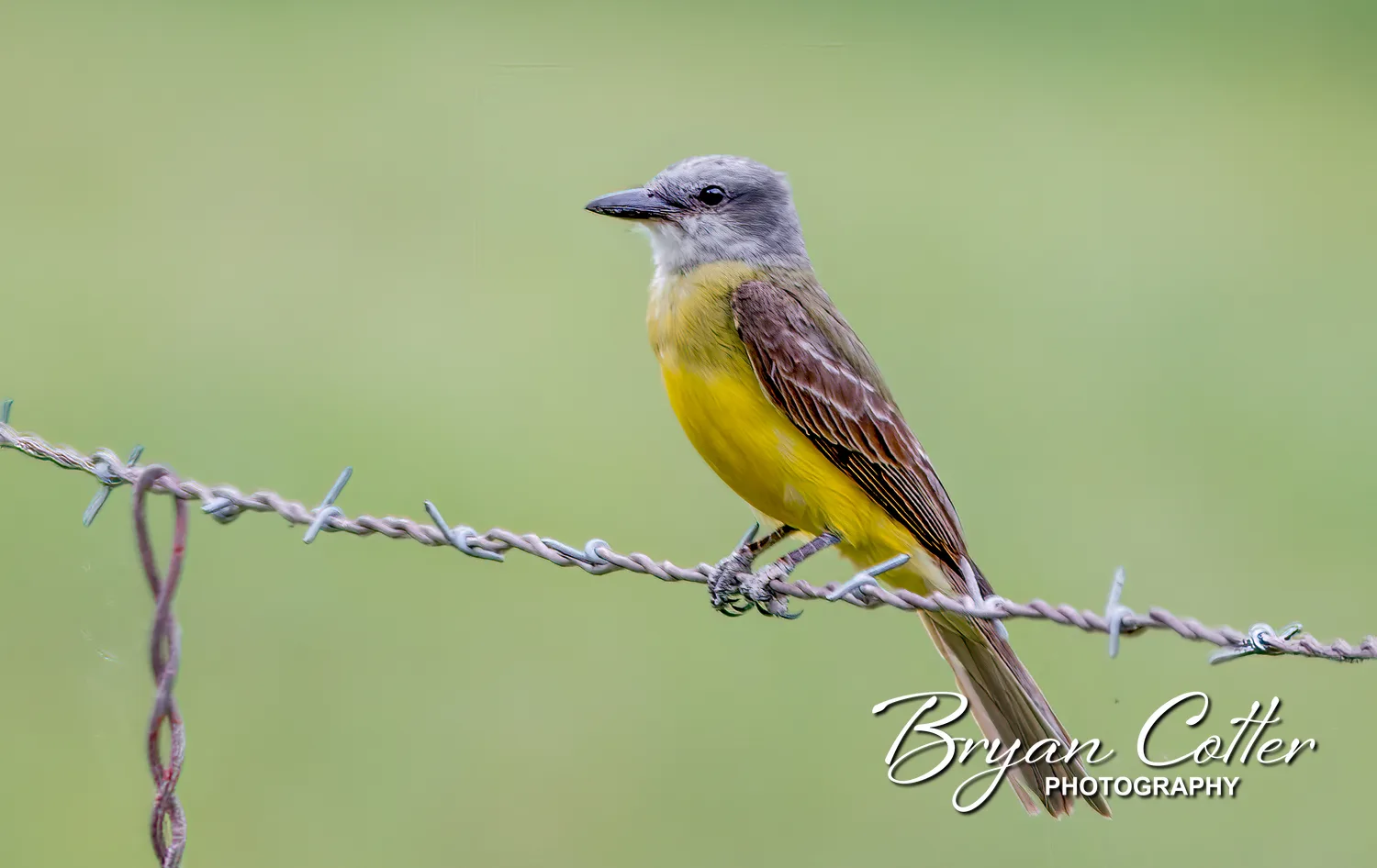 Tropical Kingbird
