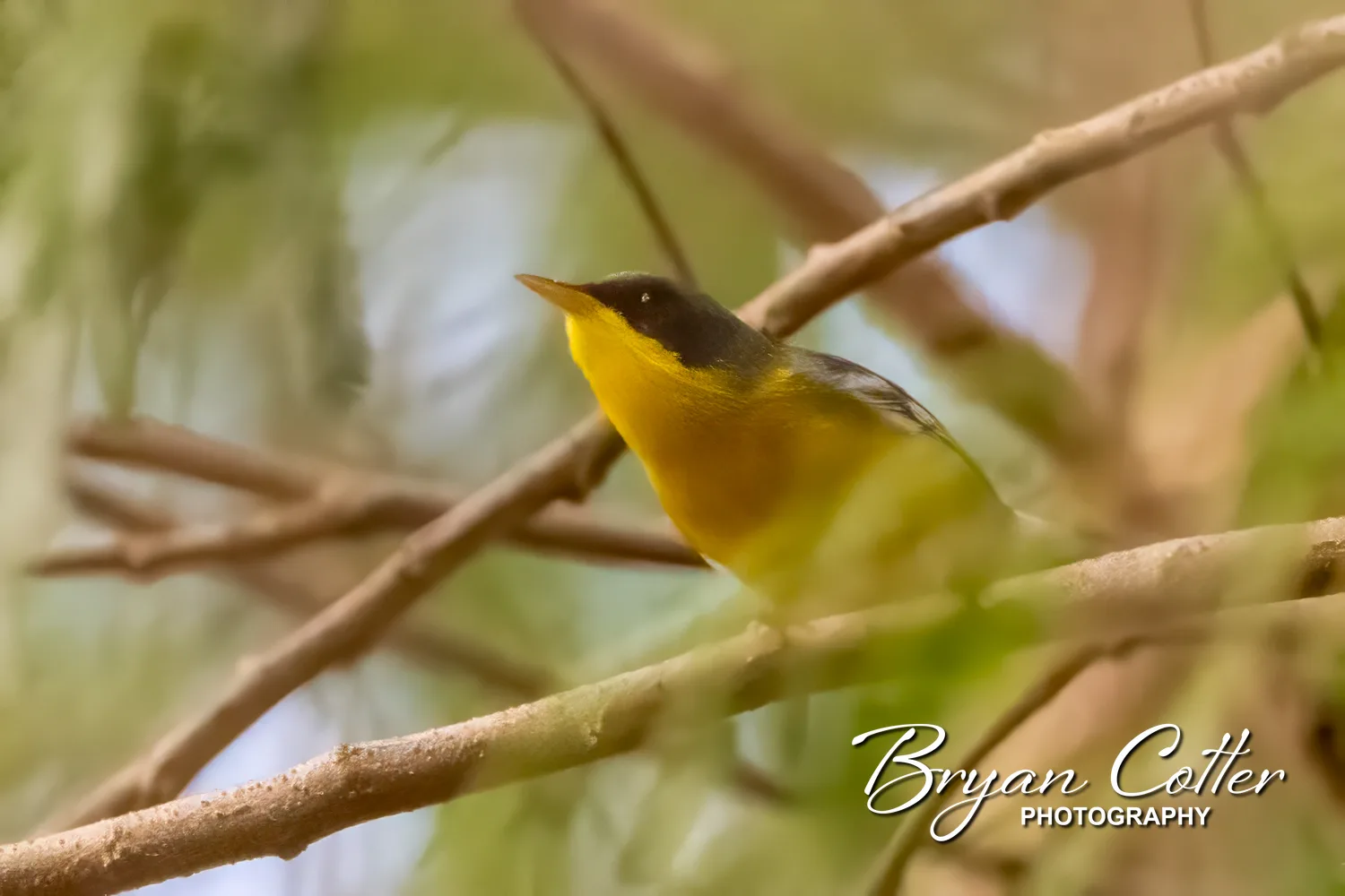 Tropical Parula