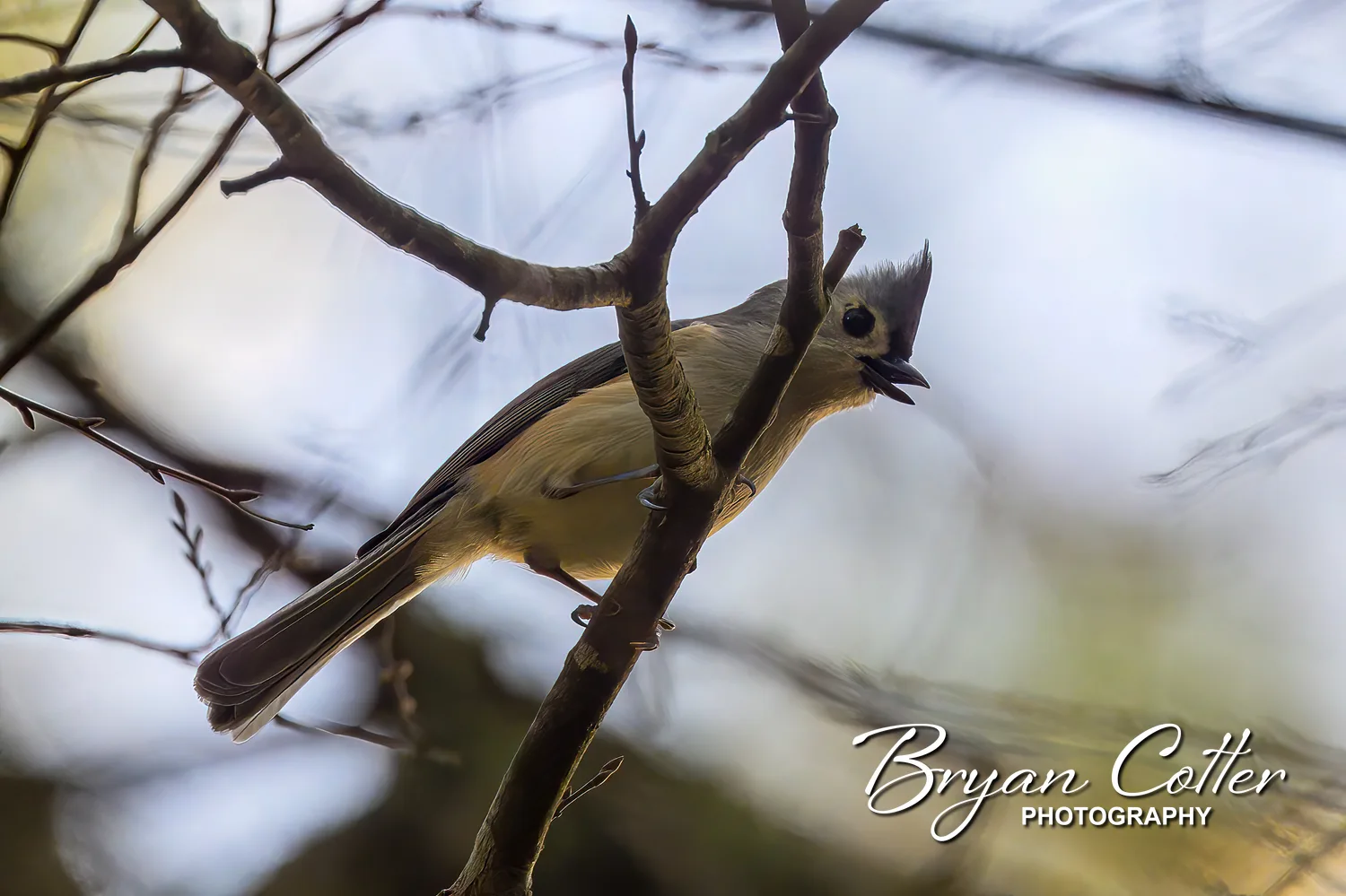 Tufted Titmouse