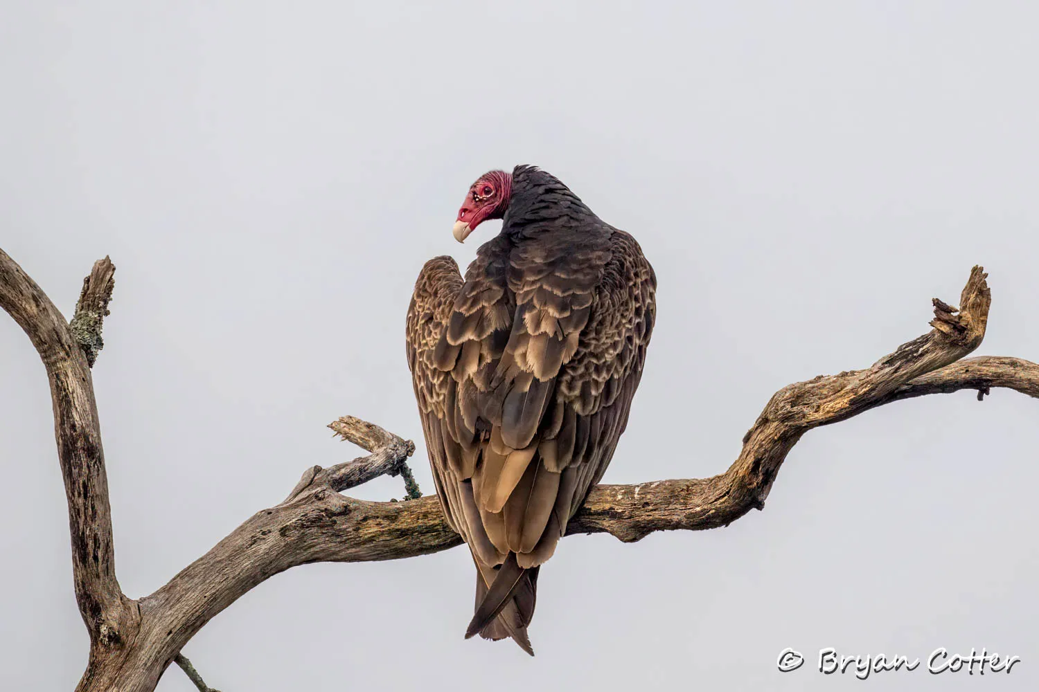 Turkey Vulture