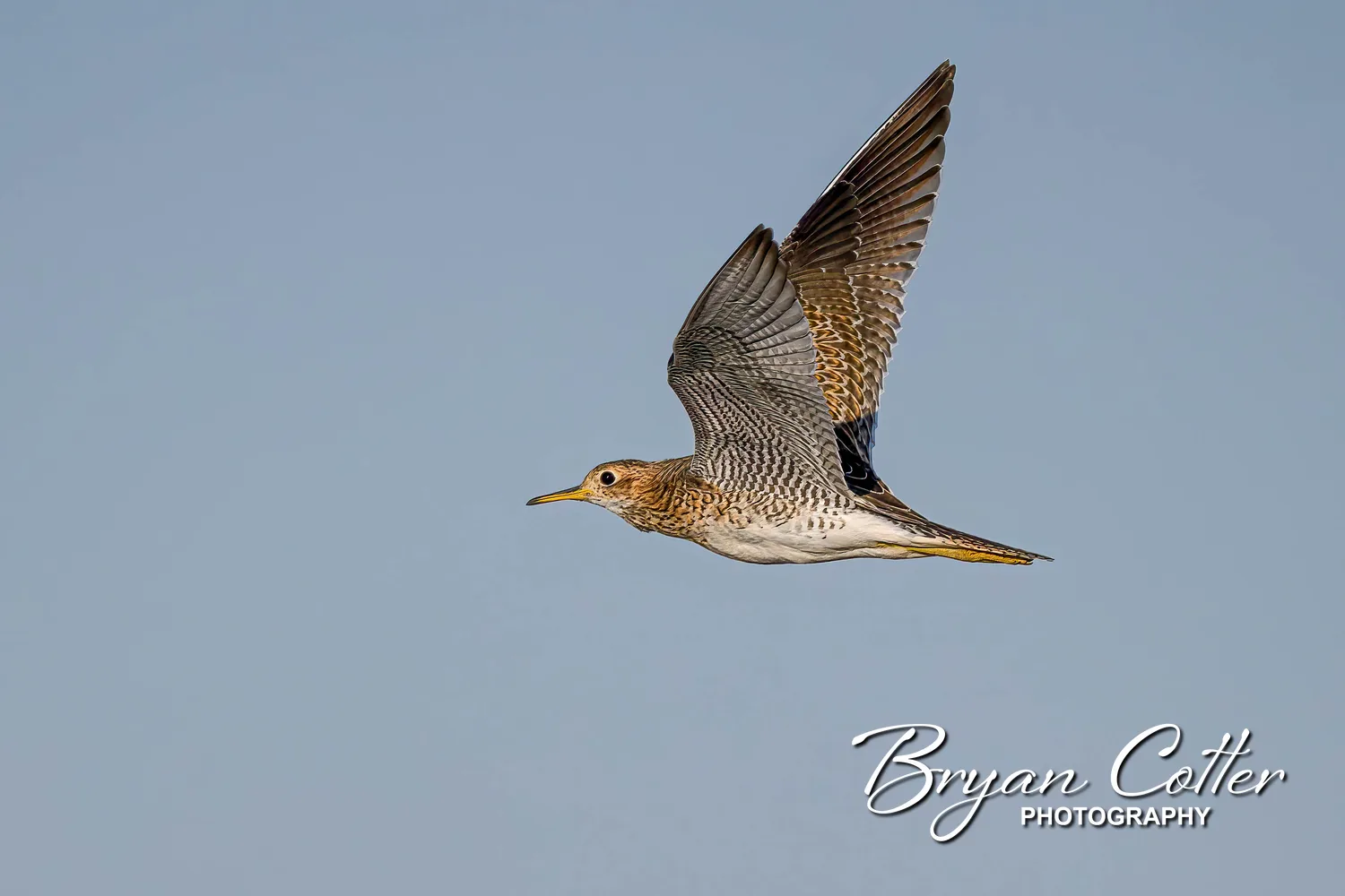 Upland Sandpiper