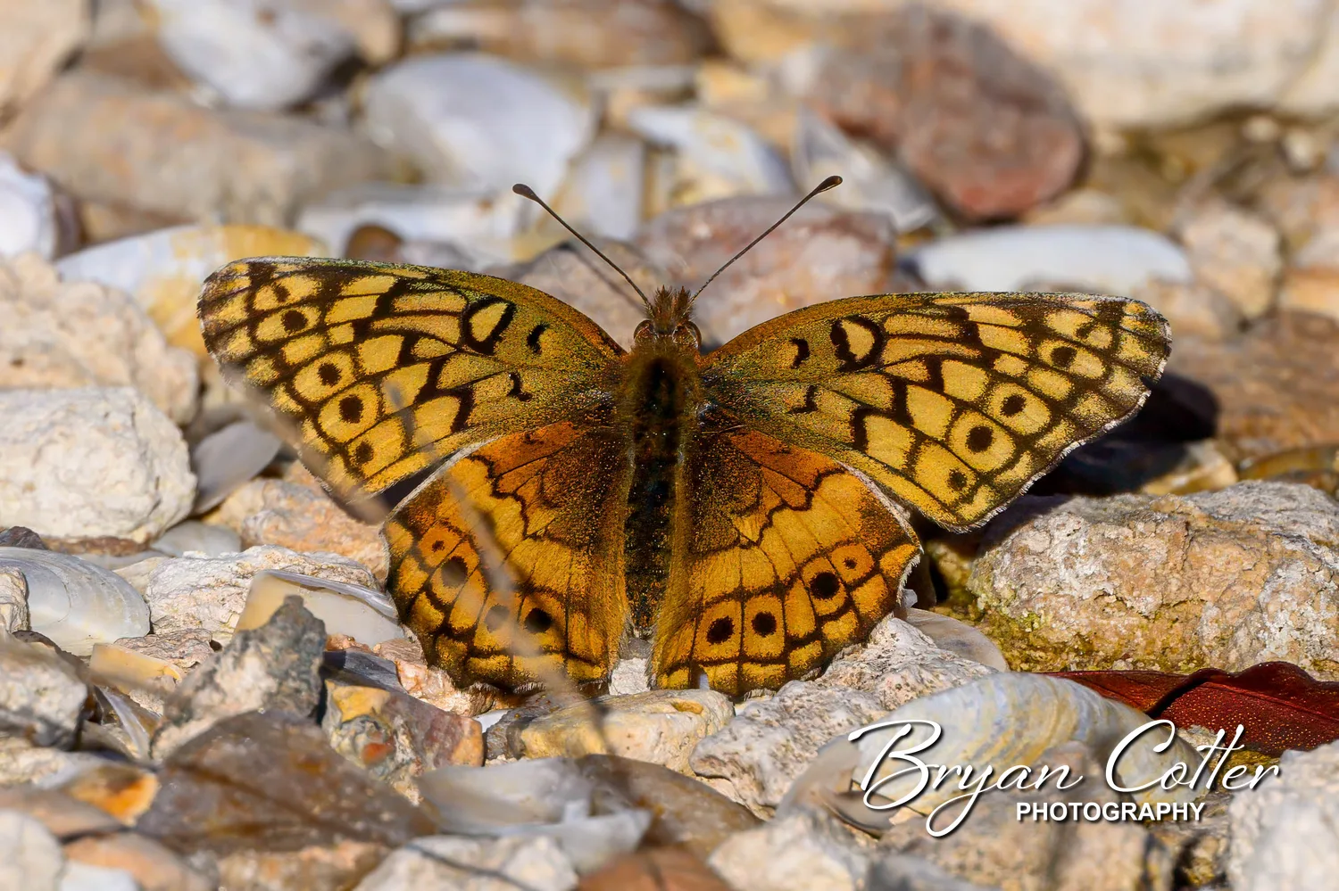 Variegated Fritillary Butterfly