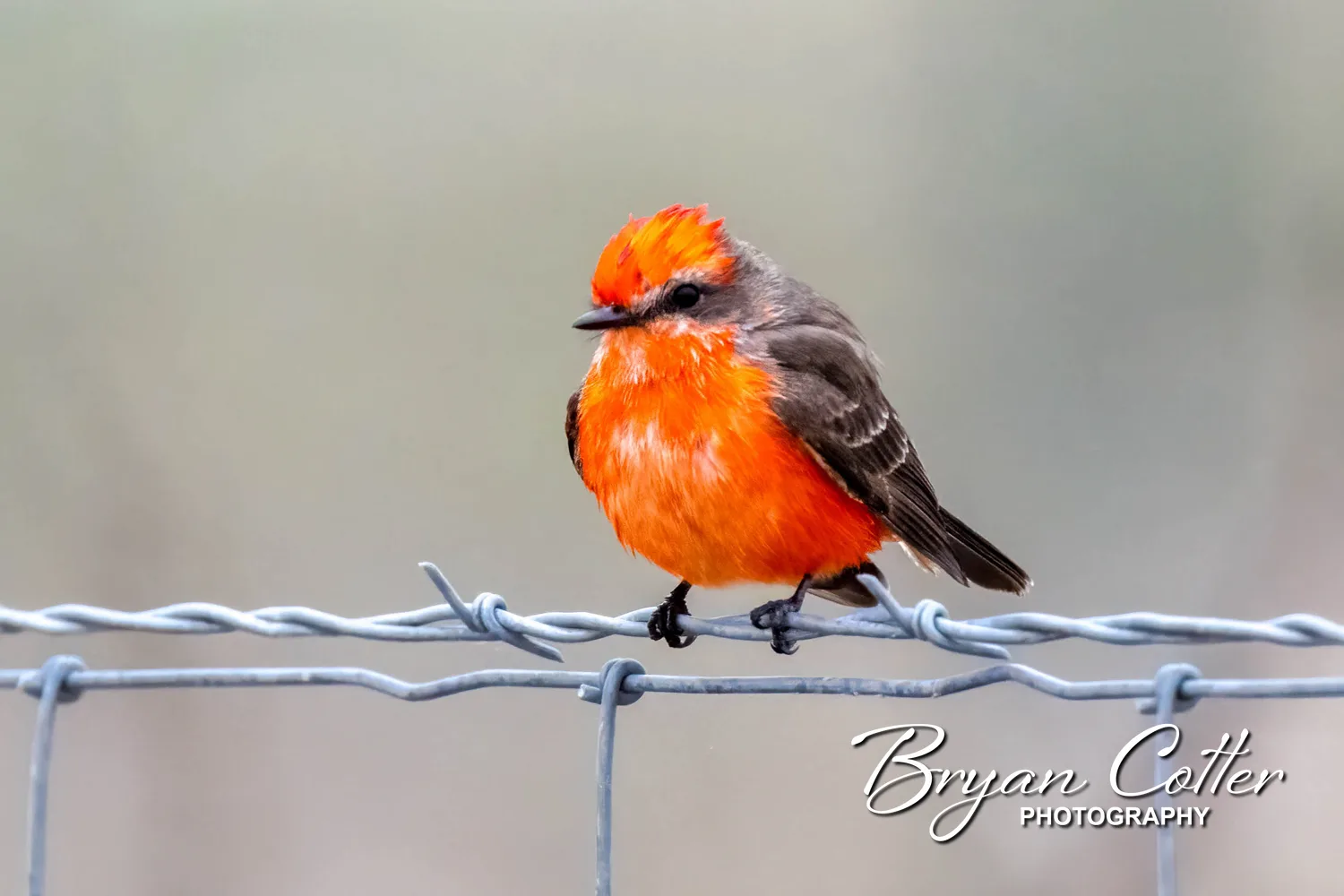 Vermilion Flycatcher