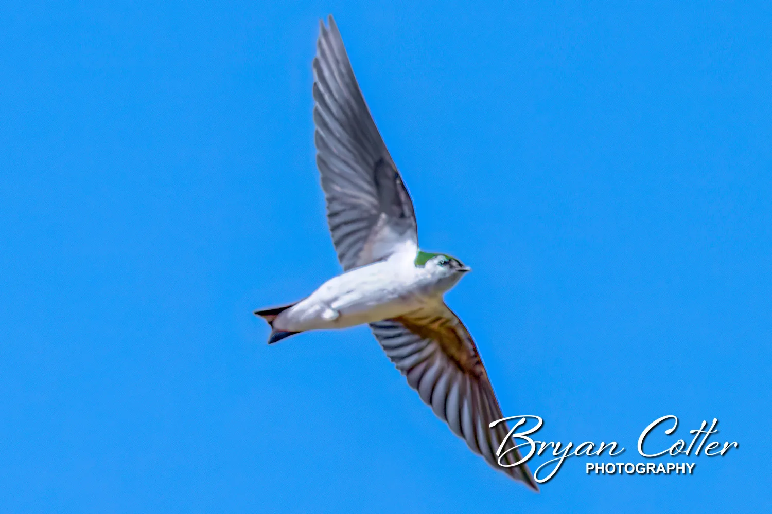 Violet-green Swallow