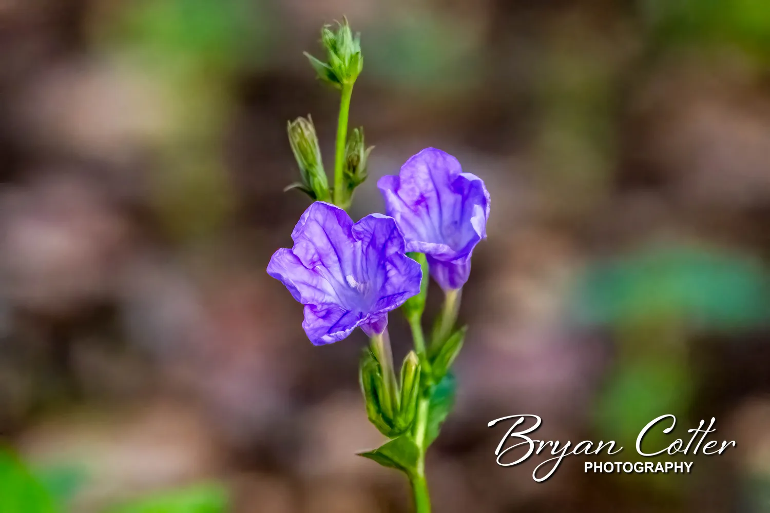 Violet Ruellia