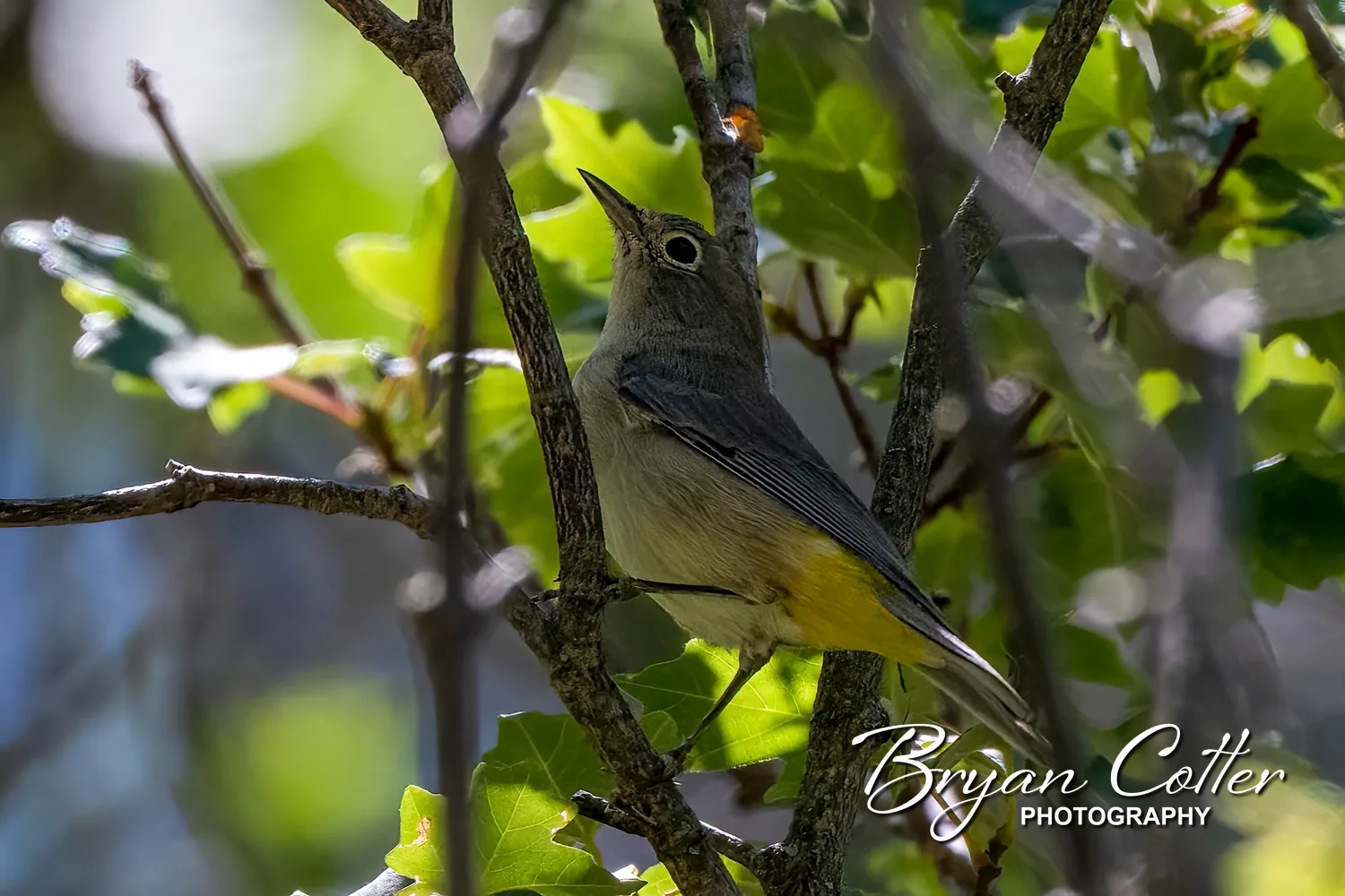 Virginia's Warbler