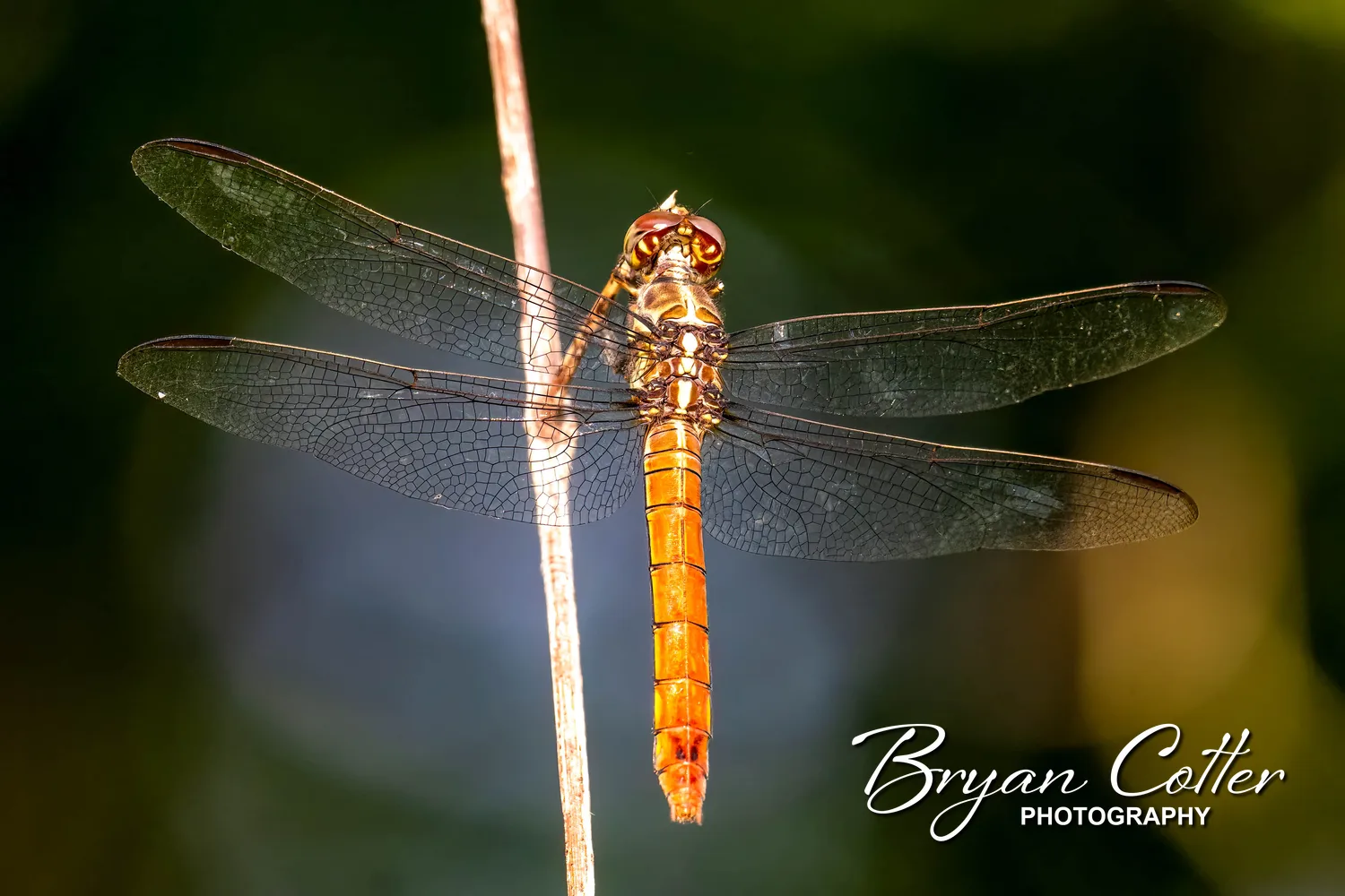 Wandering Glider