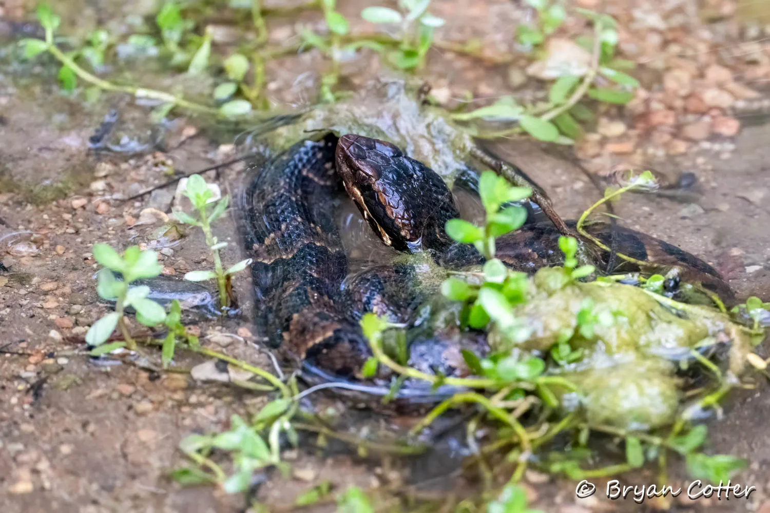 Cottonmouth