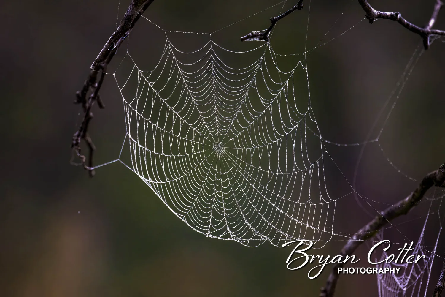 Spider Web