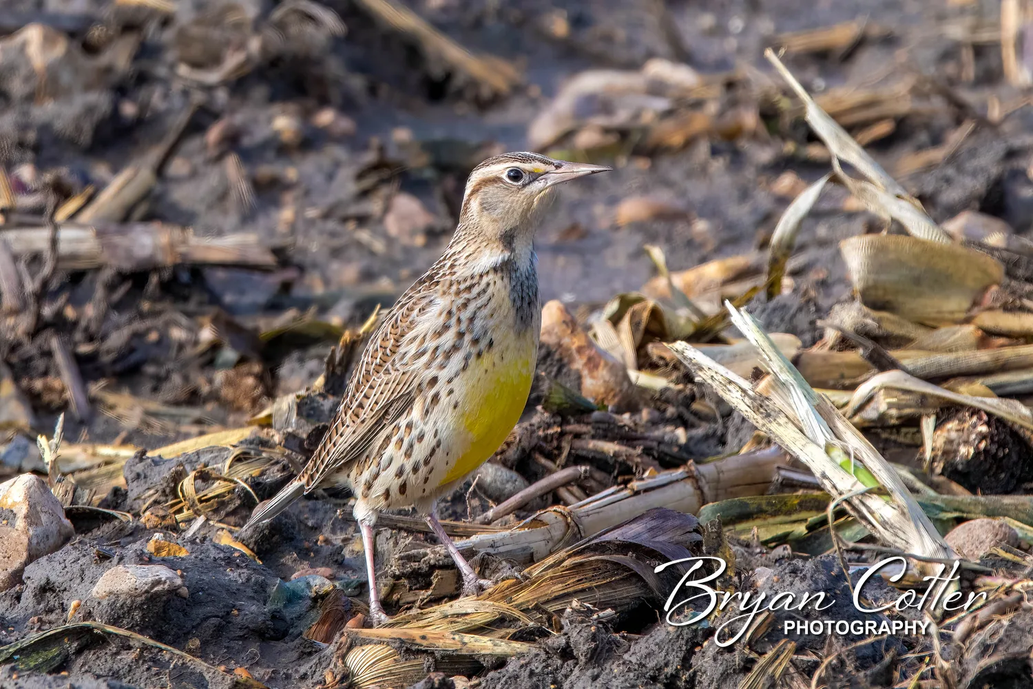 Western Meadowlark