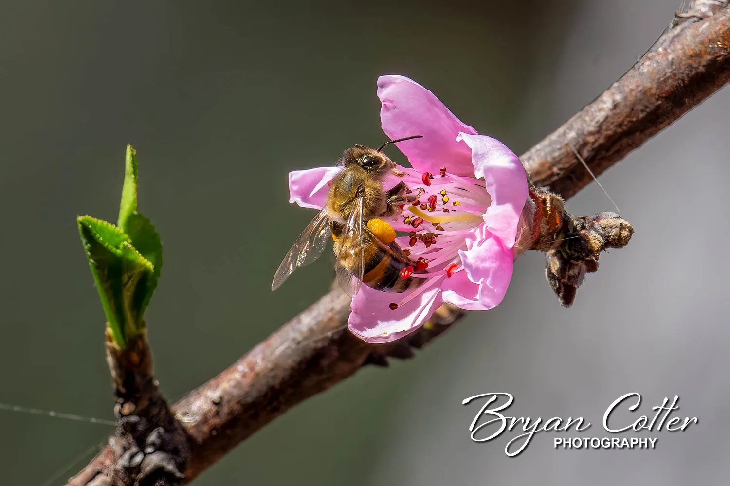 Western Honey Bee