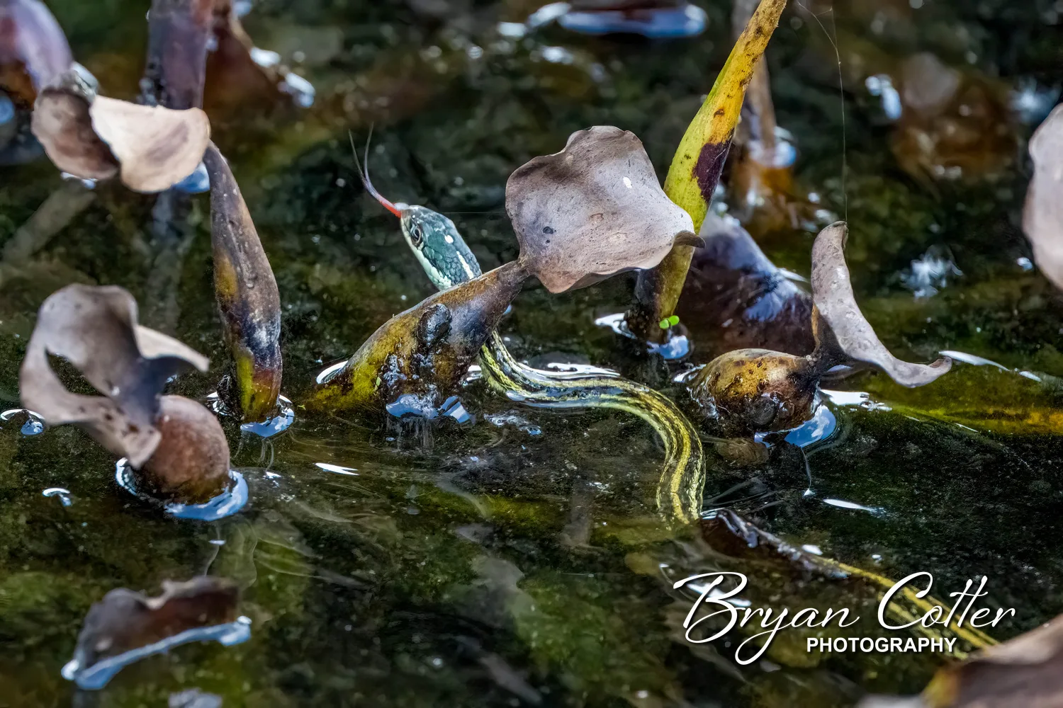 Western Ribbon Snake