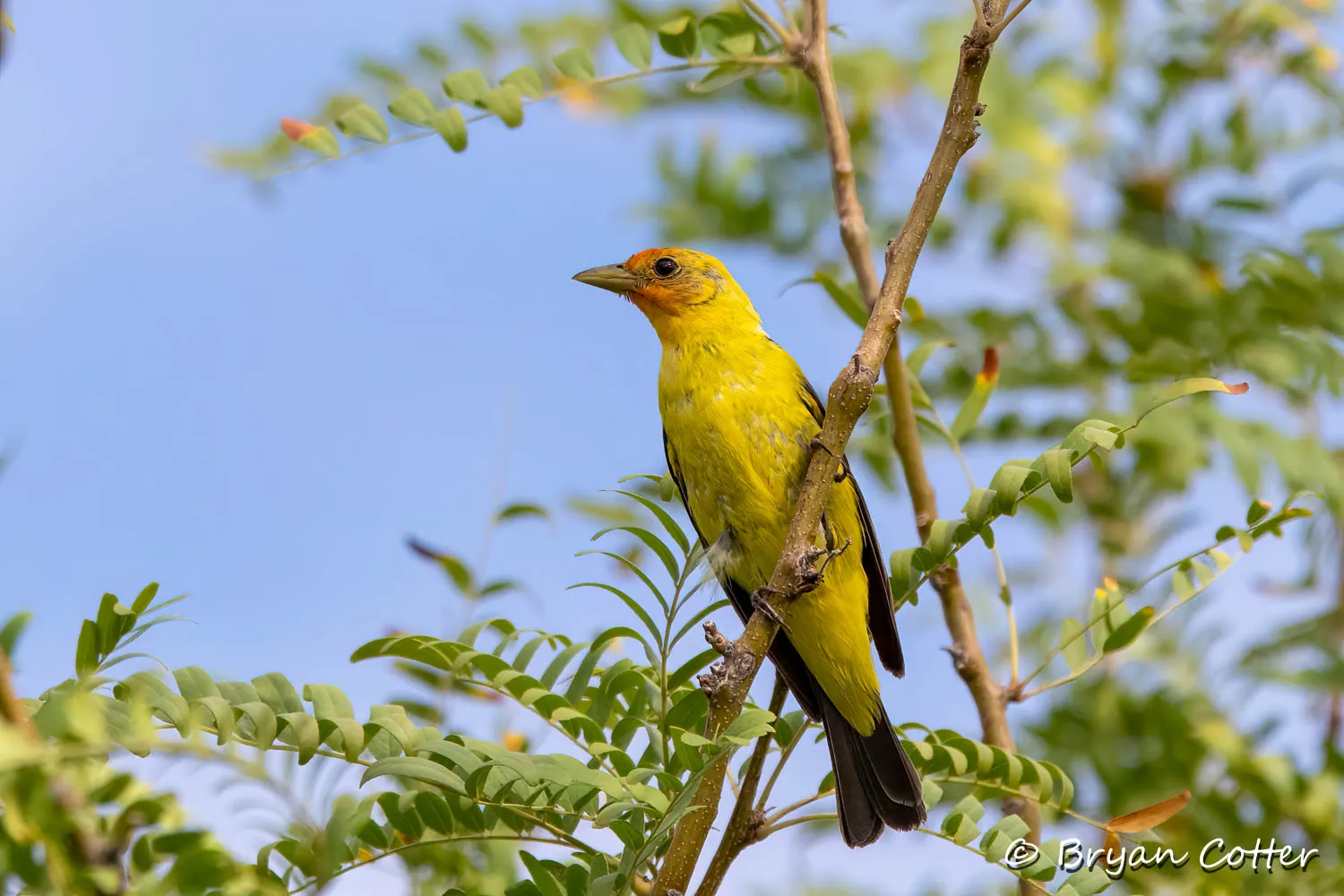 Western Tanager