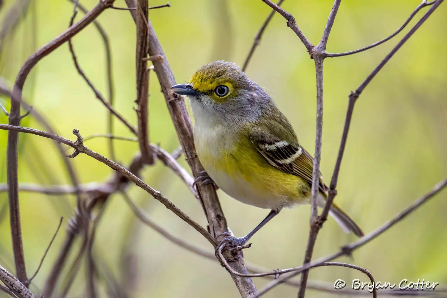 White-eyed Vireo