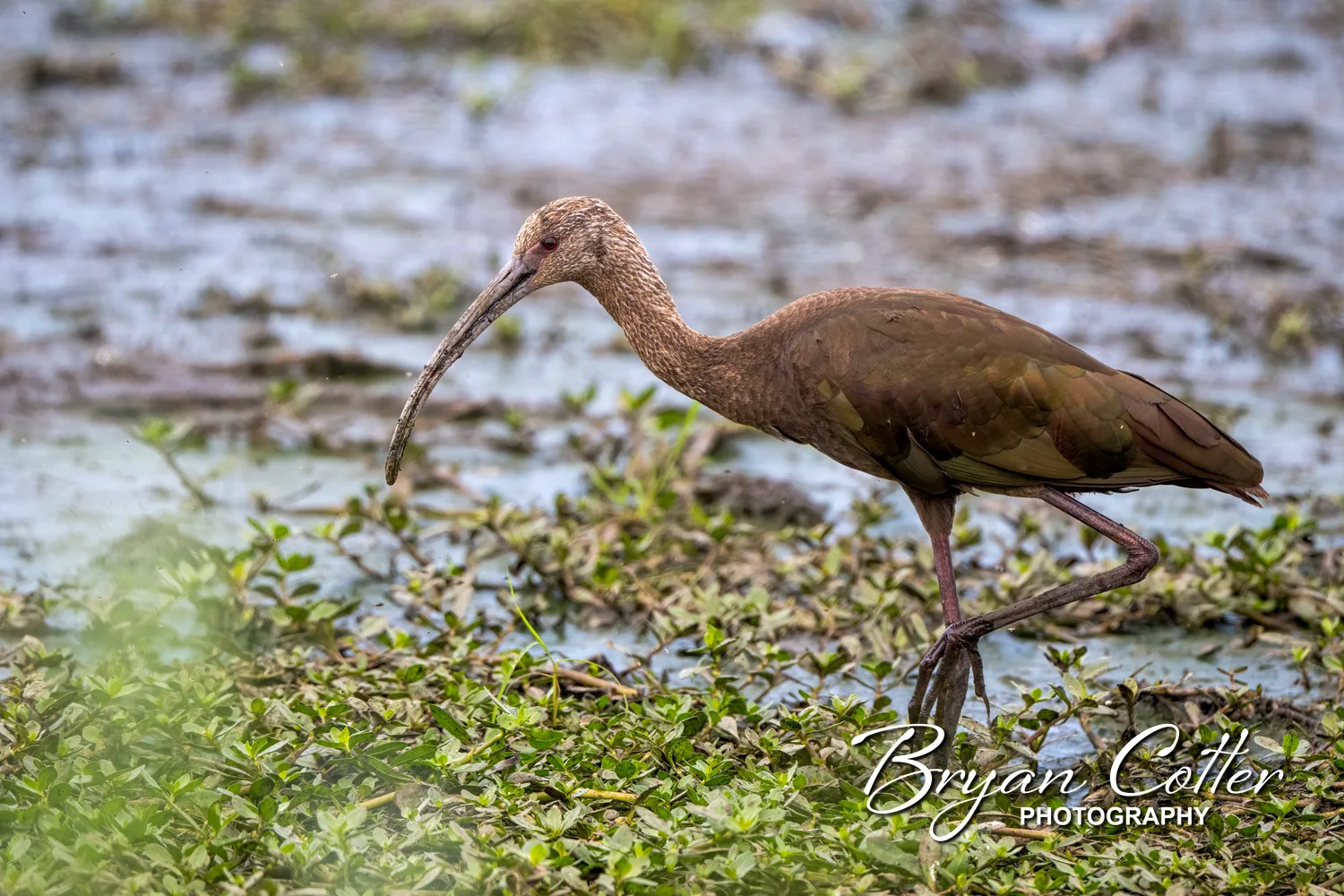 White-faced Ibis