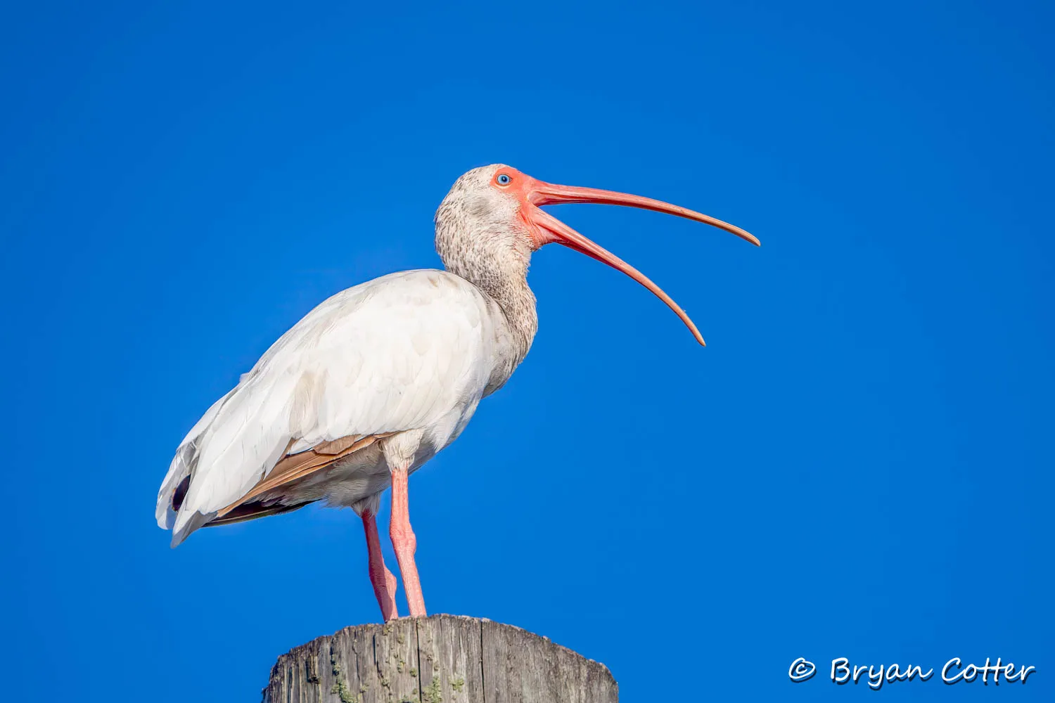 White Ibis