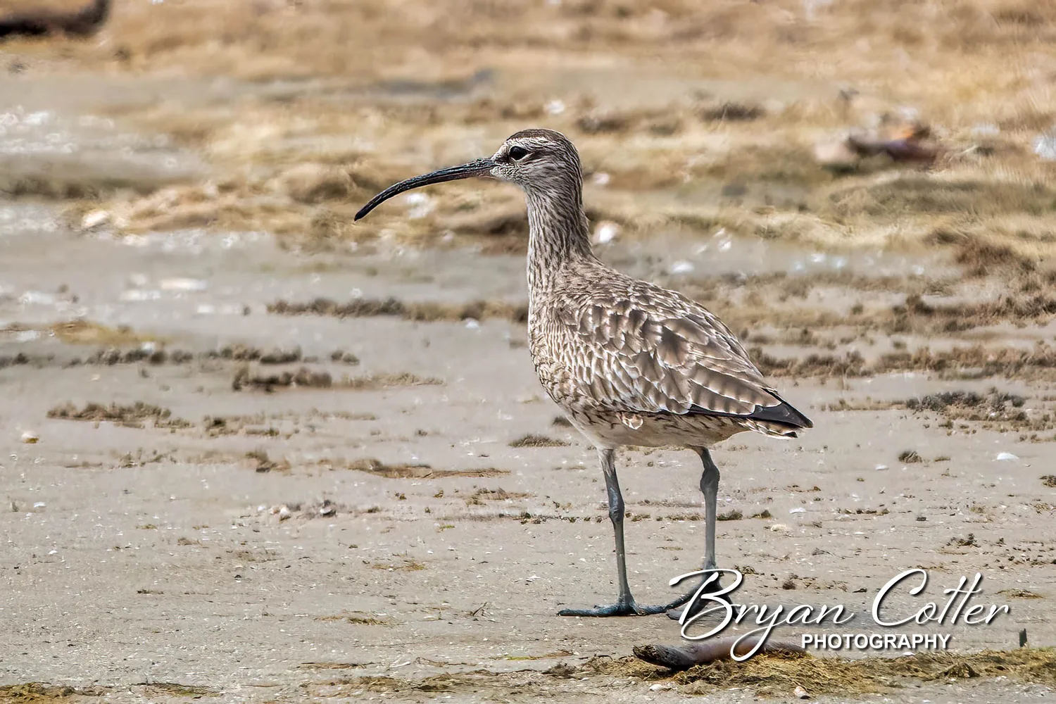 Hudsonian Whimbrel