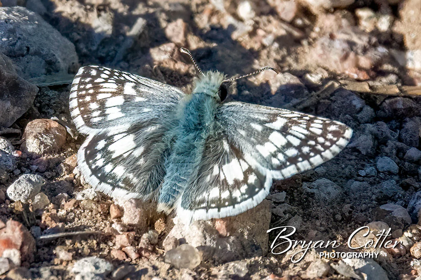 White Checkered-Skipper