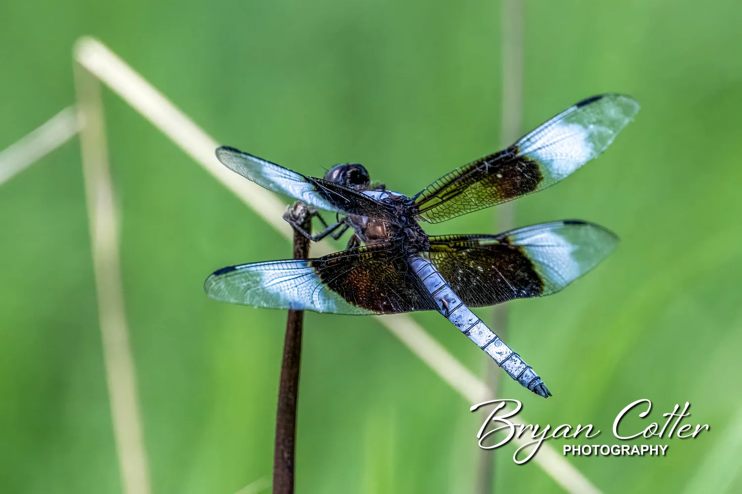 Widow Skimmer Dragonfly